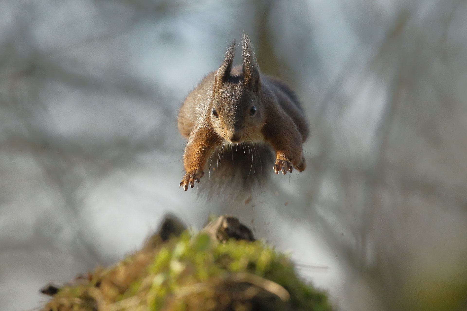 Jumping Squirrel