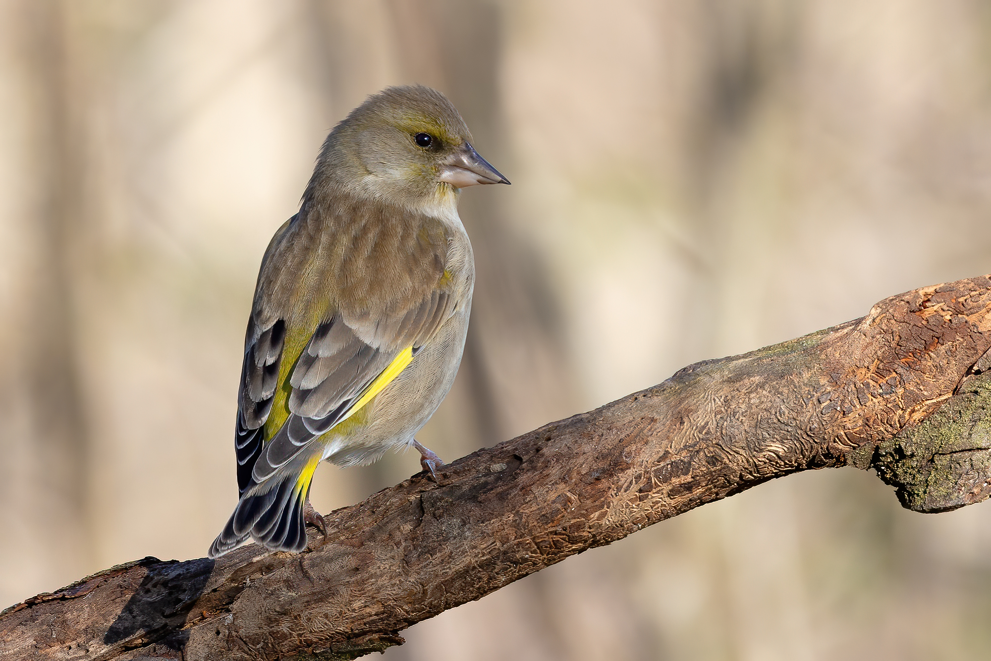 Greenfinch
