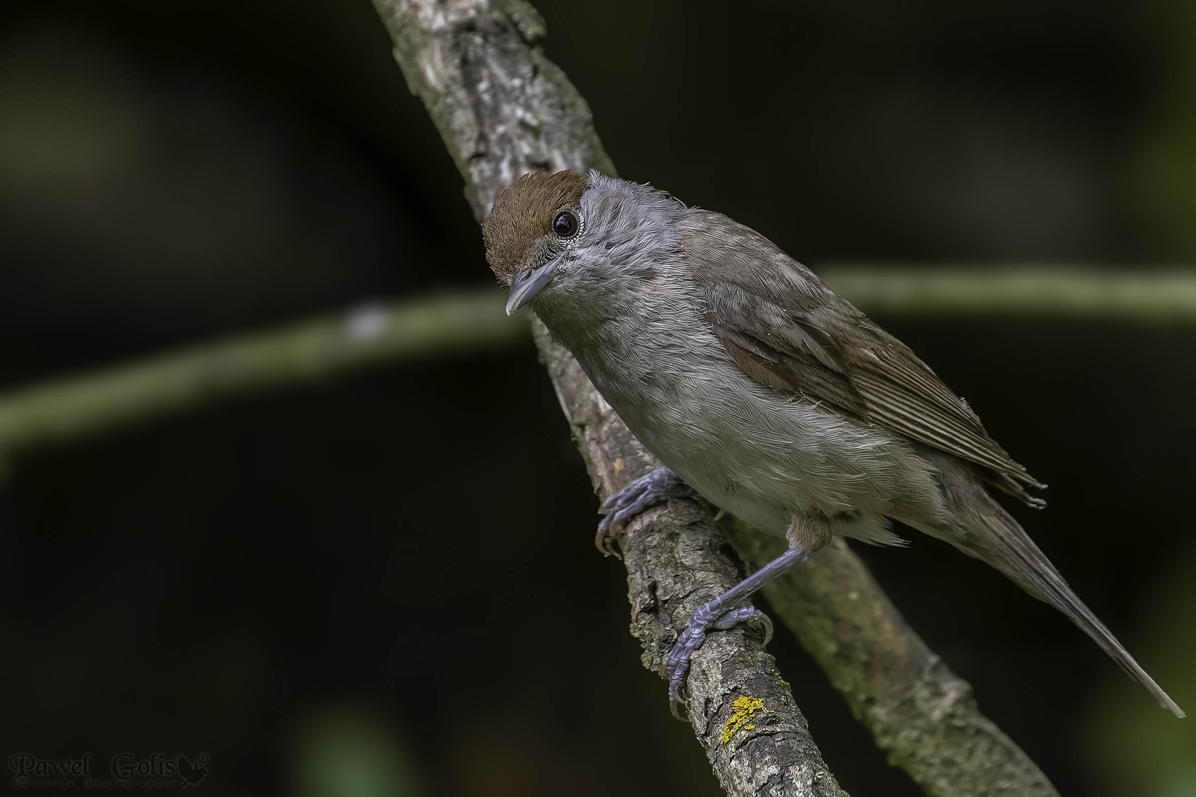 Capinera v2 (Sylvia atricapilla)