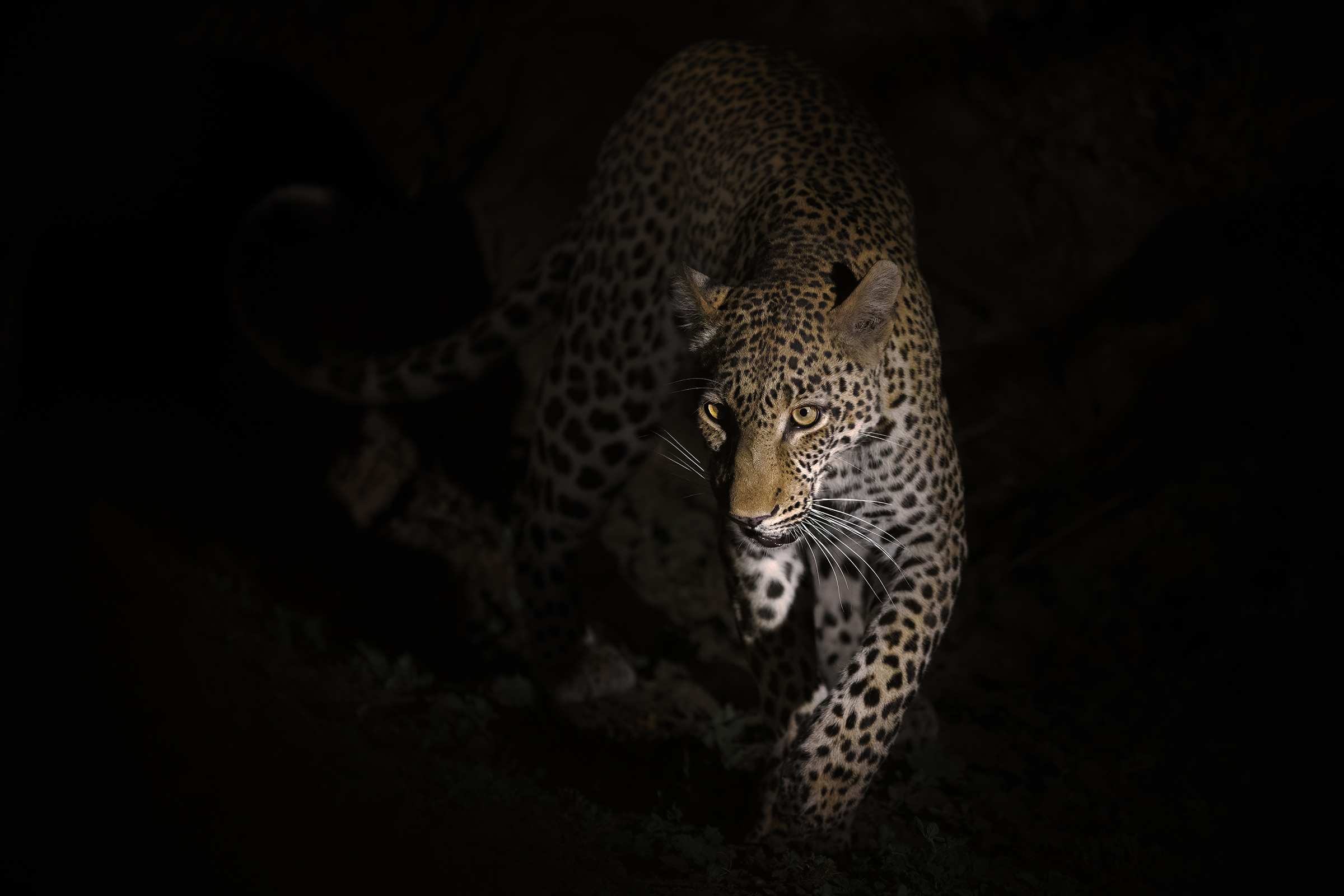 Luangwa Night