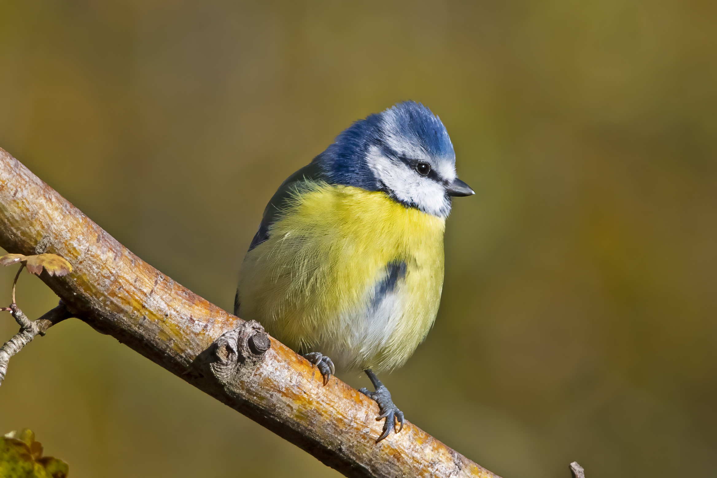 The sympathy of the Blue