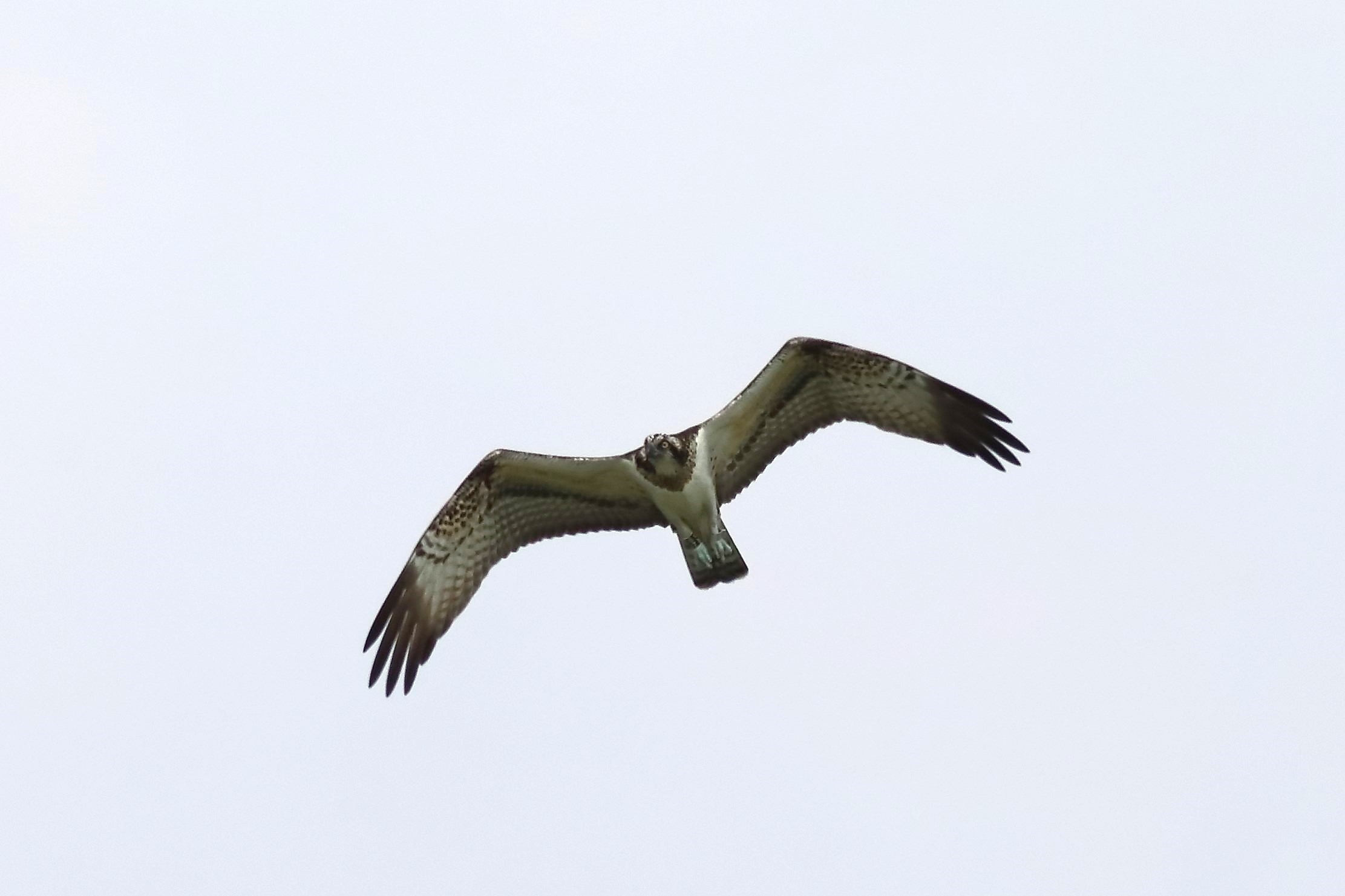 Osprey 04-09-2023