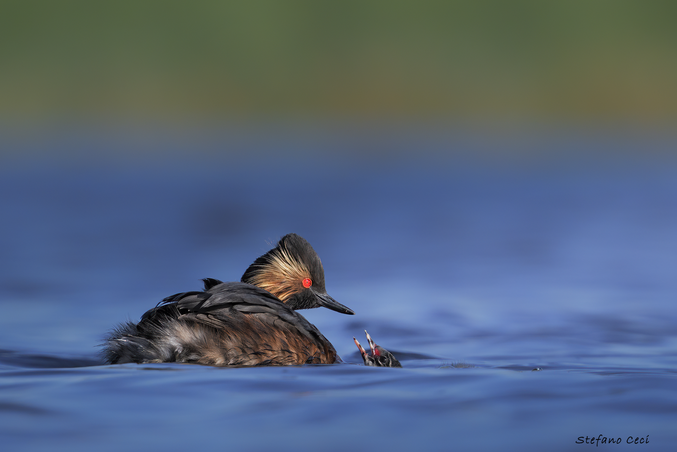 Svasso piccolo col piccolo