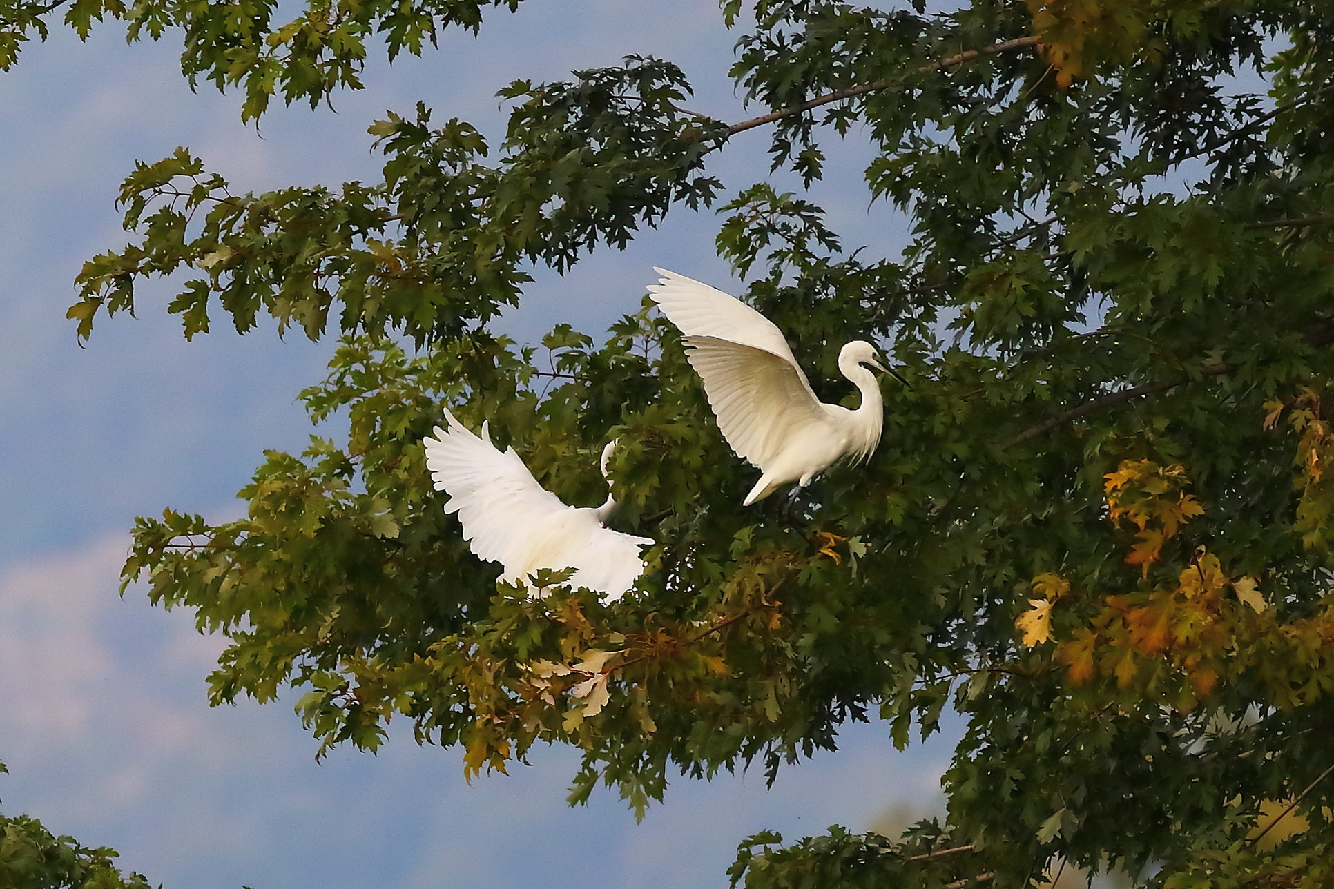 Egrets 14-10-2023