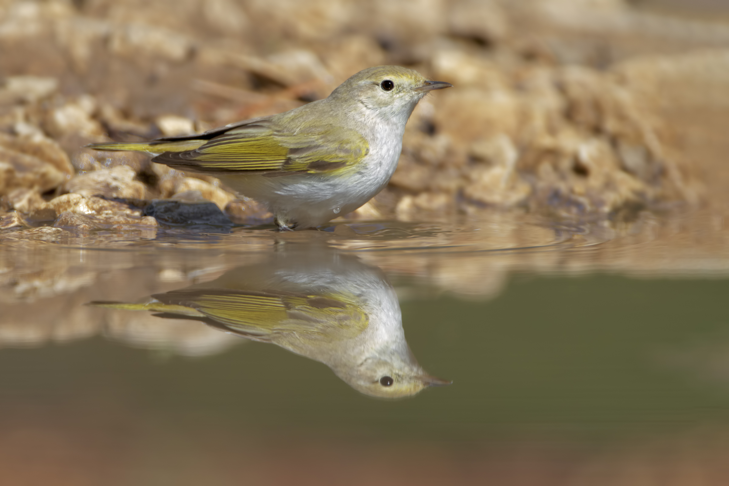 Luì bianco al bagno II^