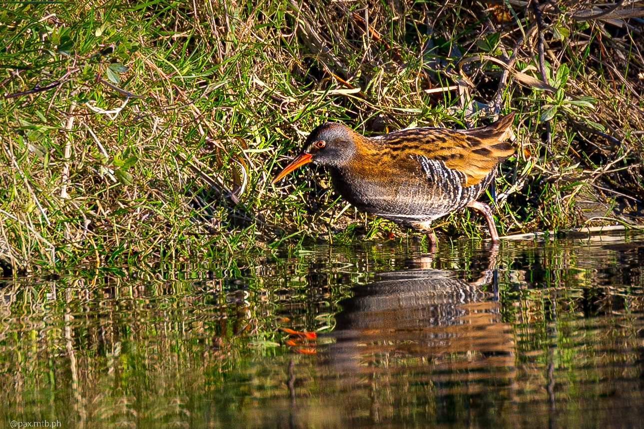 Water rail at the mouth of the Aso