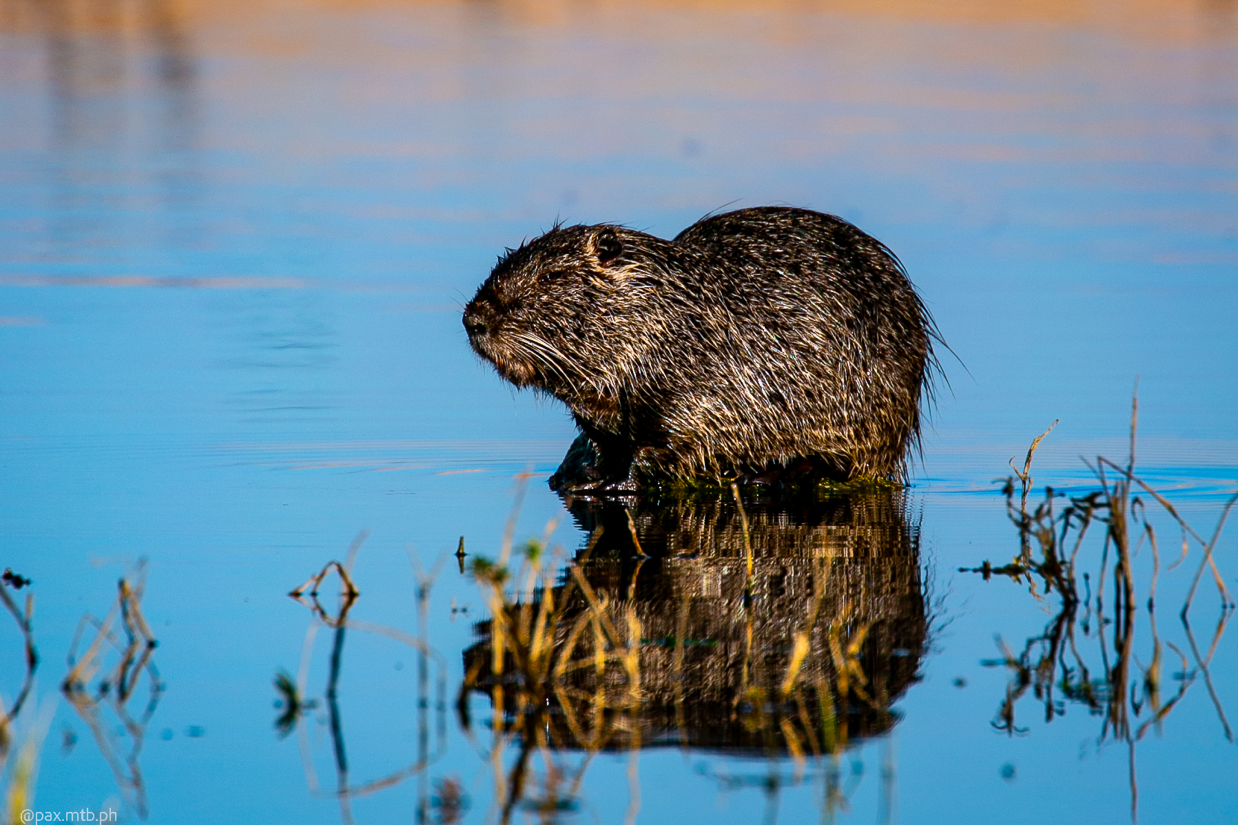 Nutria in relaxation