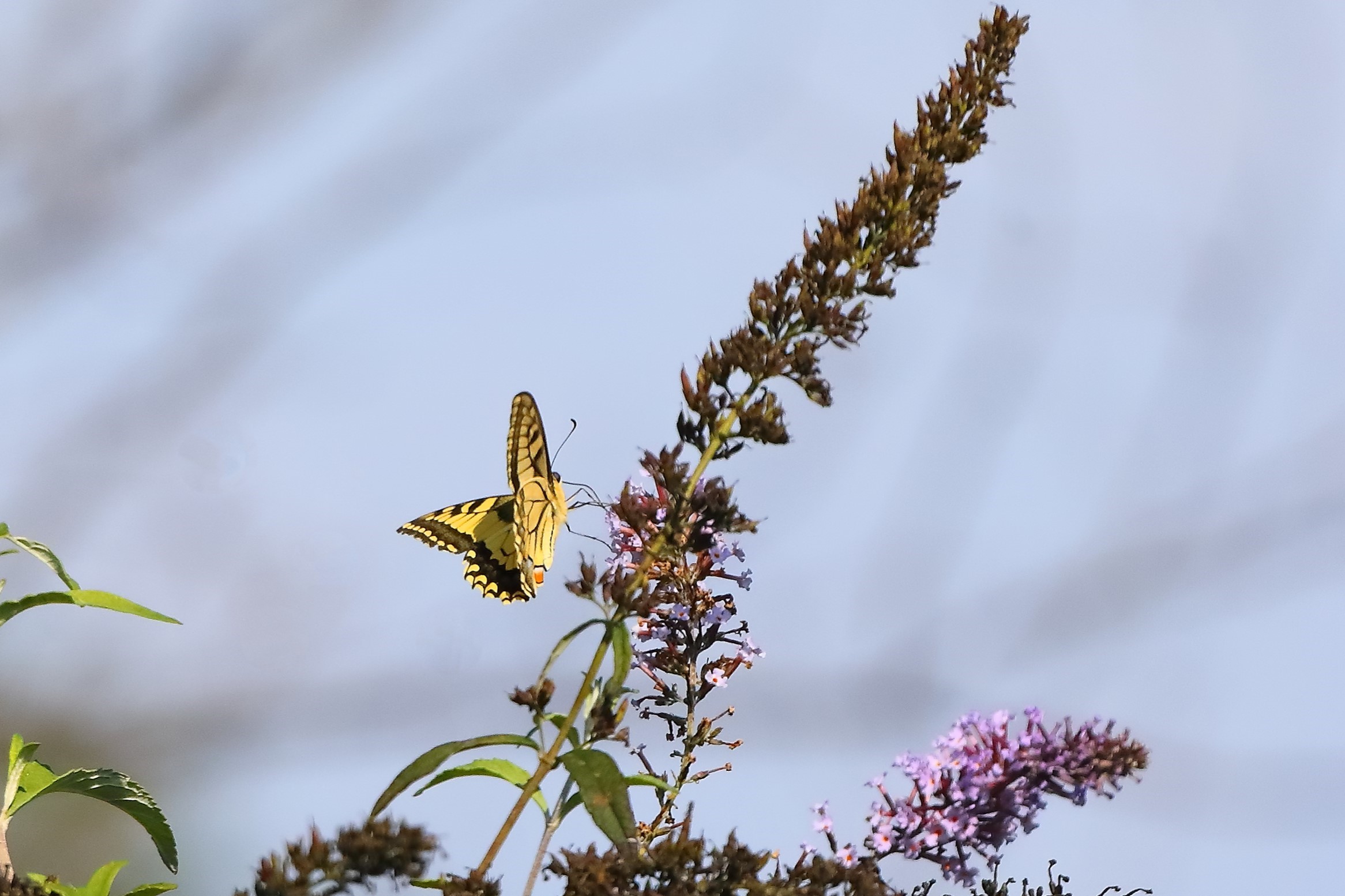 Podalirio 28-09-2023