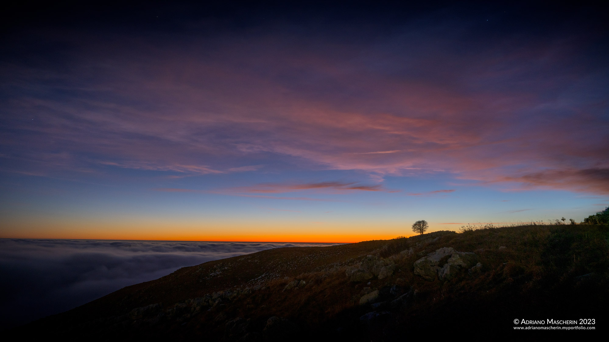 Albero solitario nel crepuscolo