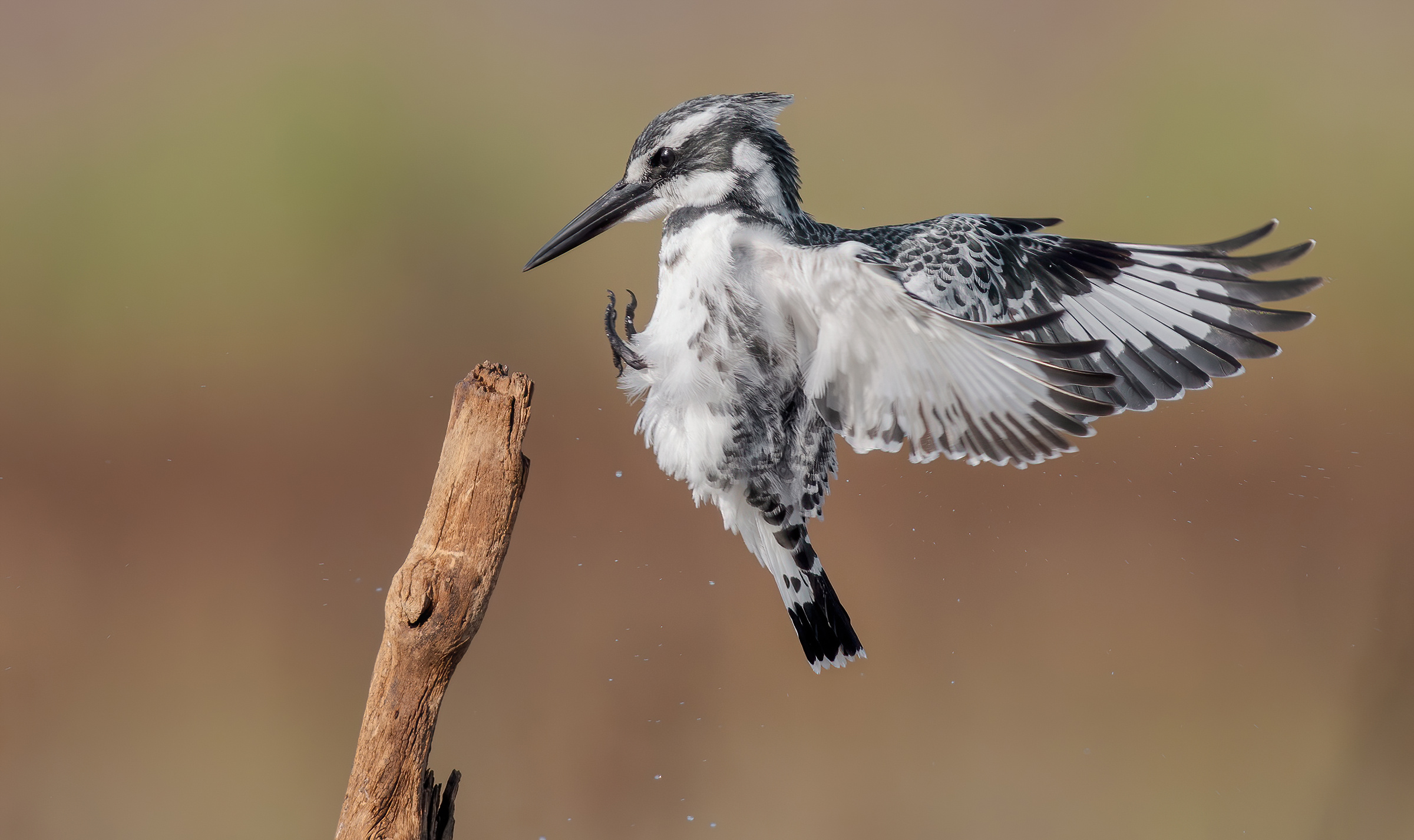 Martin pescatore magico
