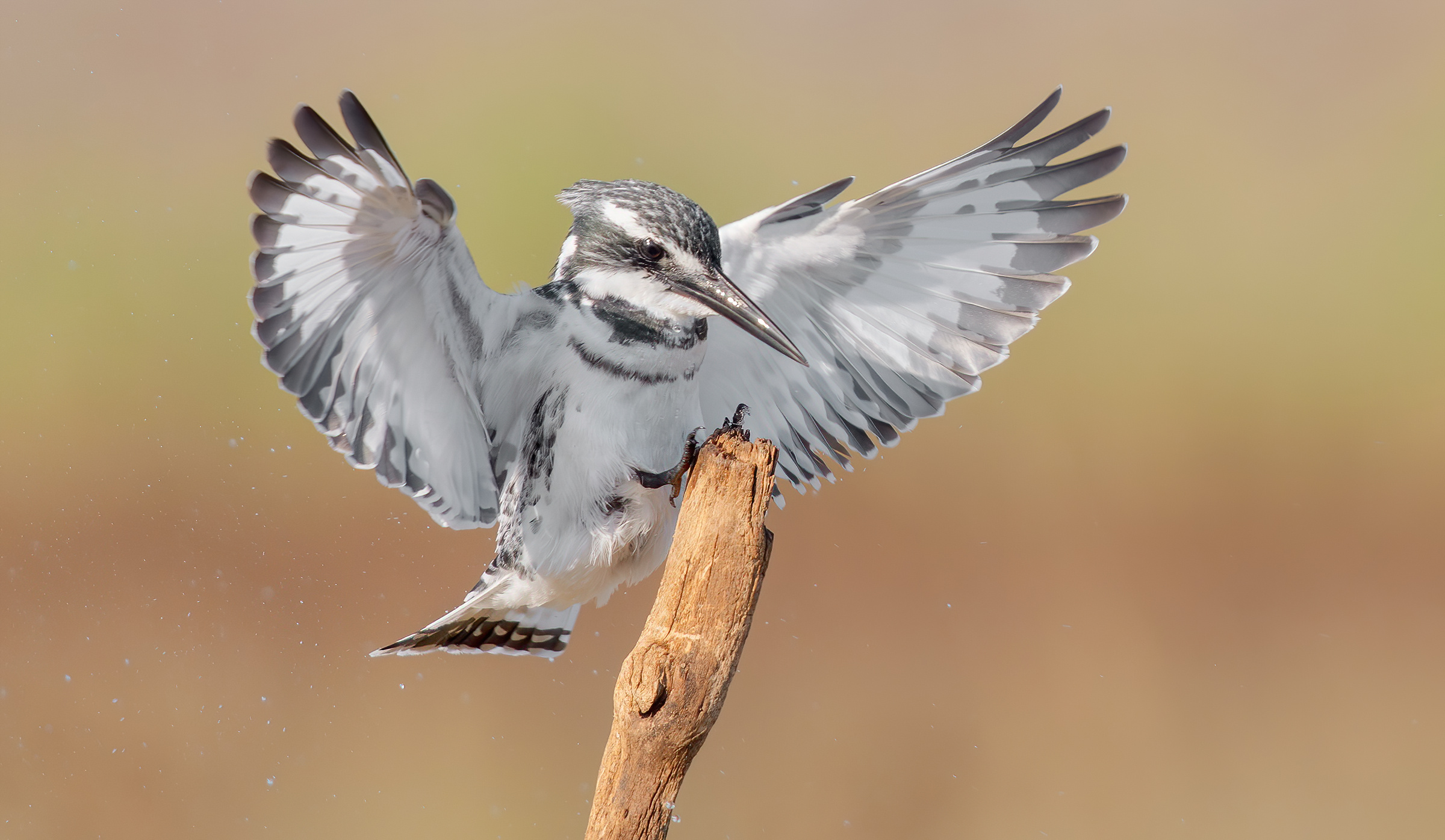 Martin pescatore magico