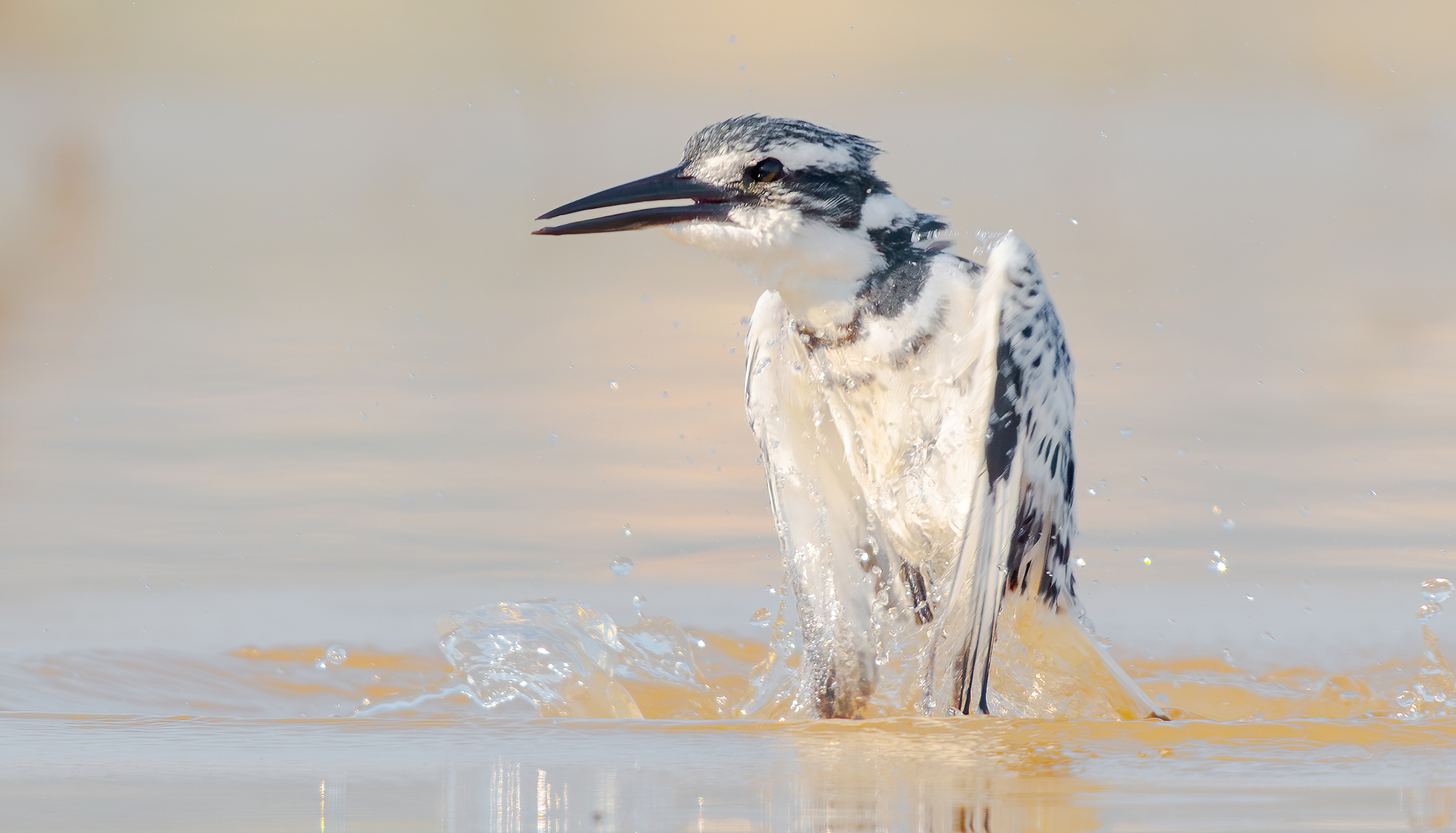 Martin pescatore magico