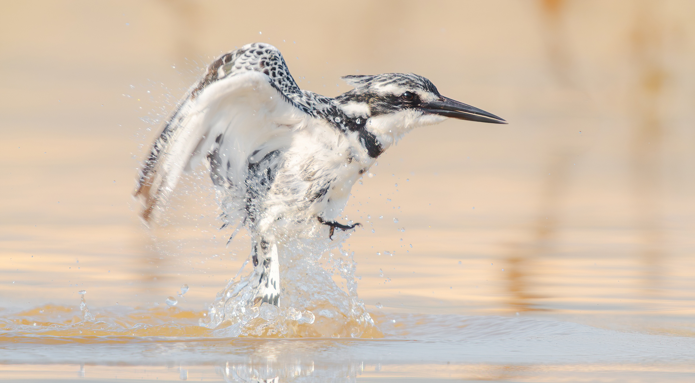 Martin pescatore magico