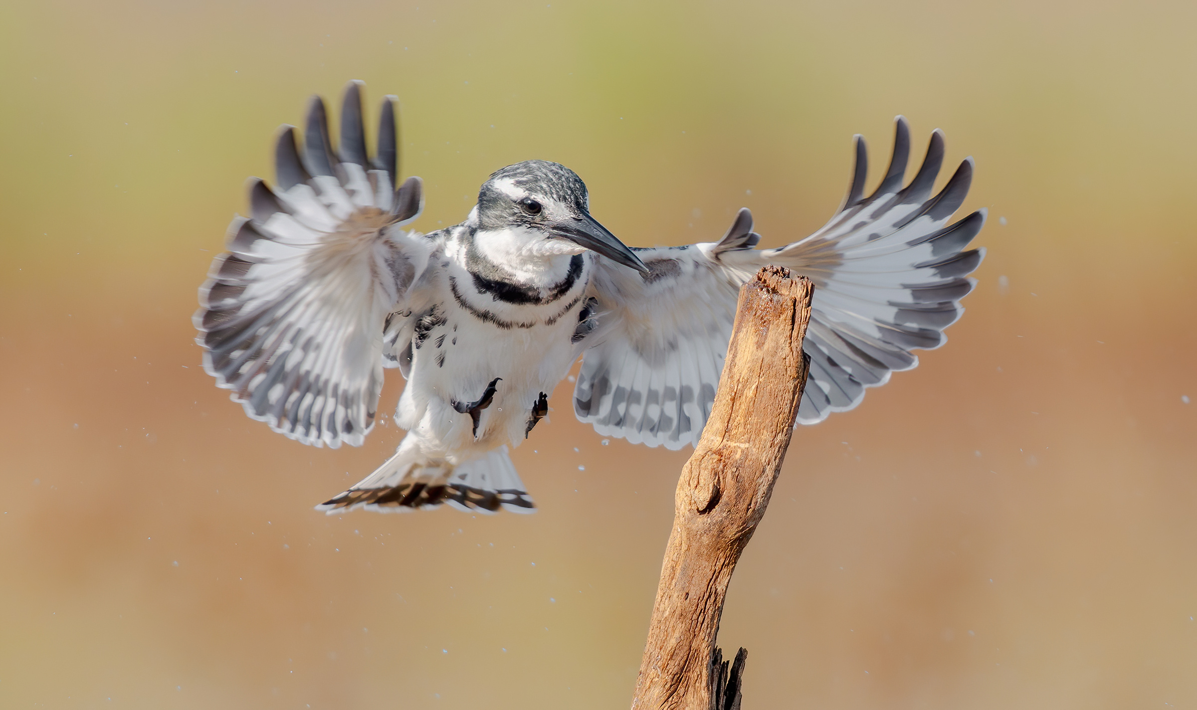 Martin pescatore magico