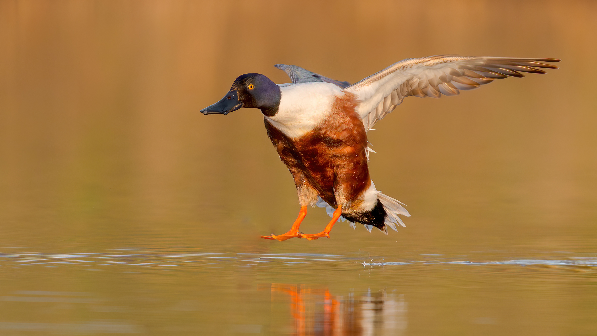 Mestolone settentrionale