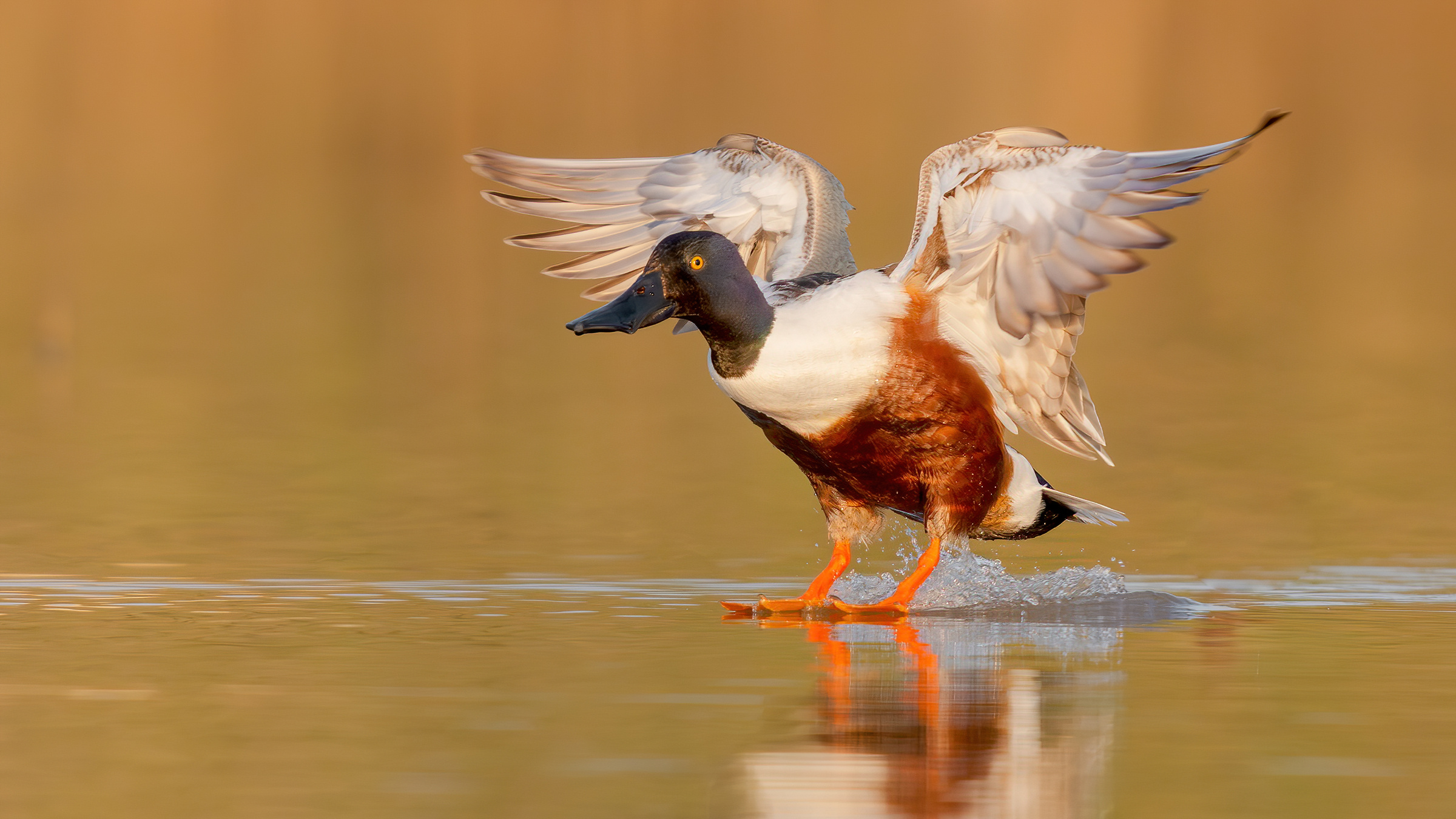 Mestolone settentrionale