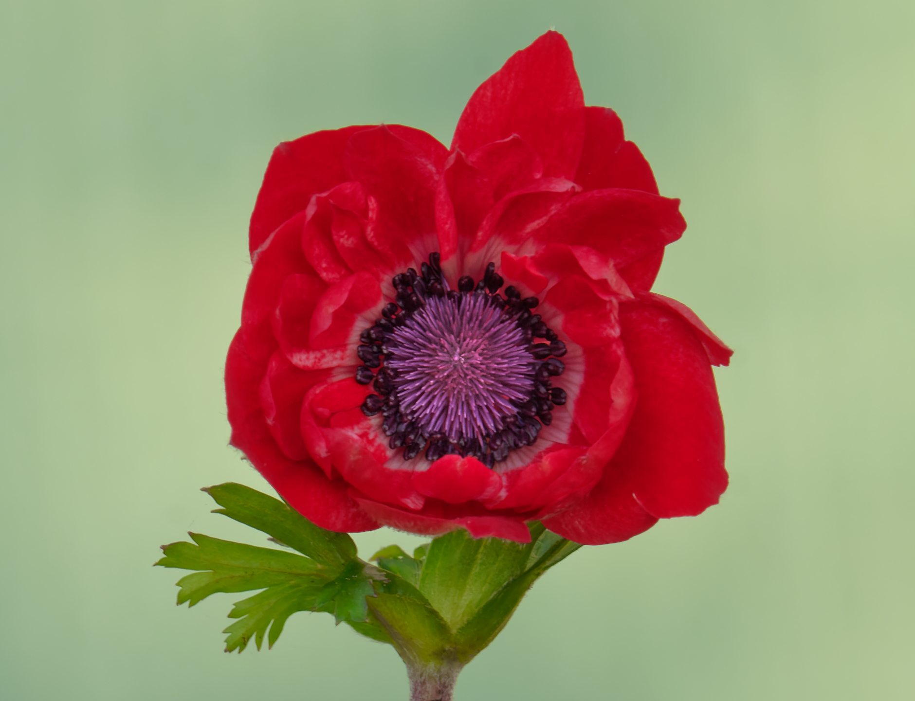 Anemone