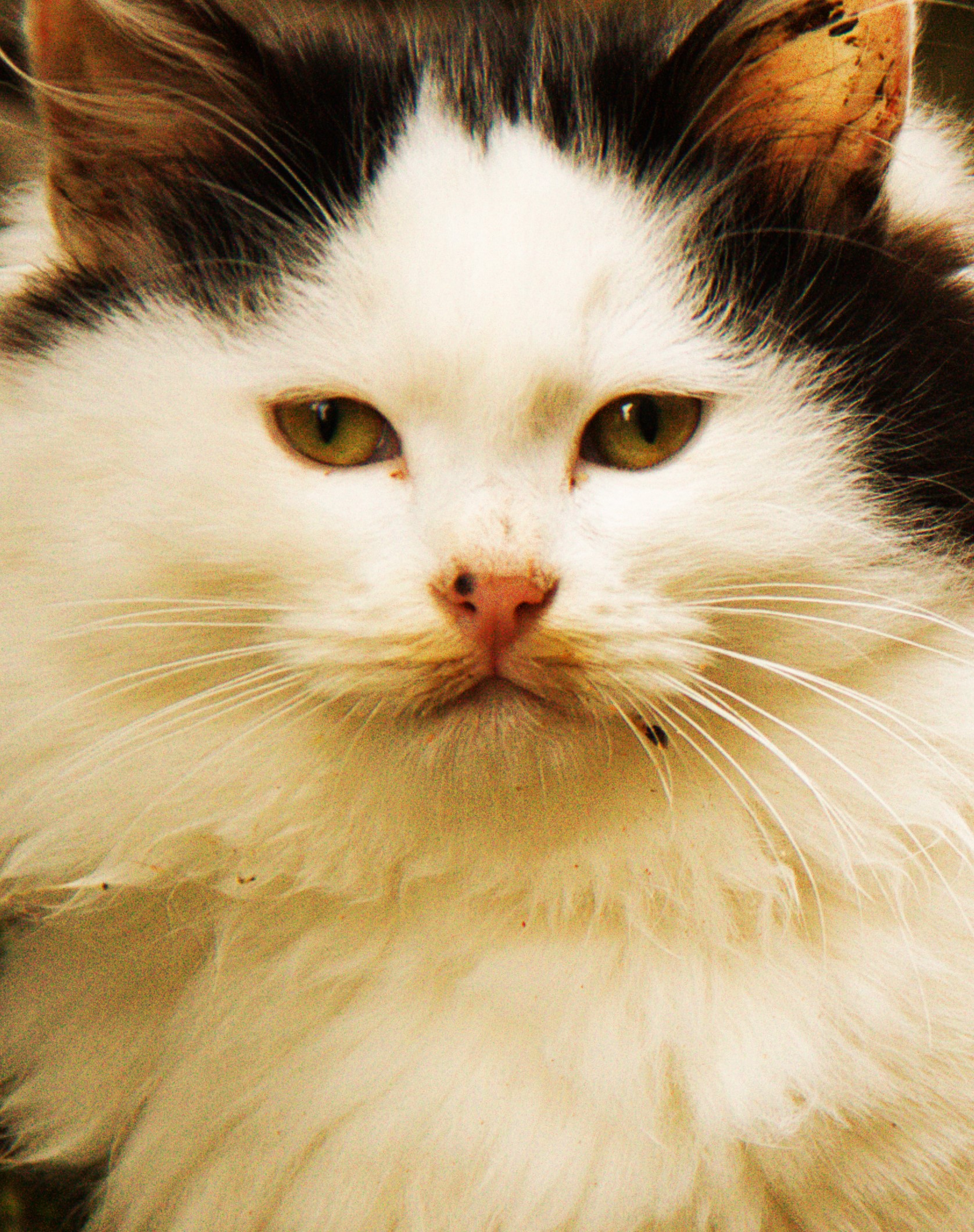 Stray