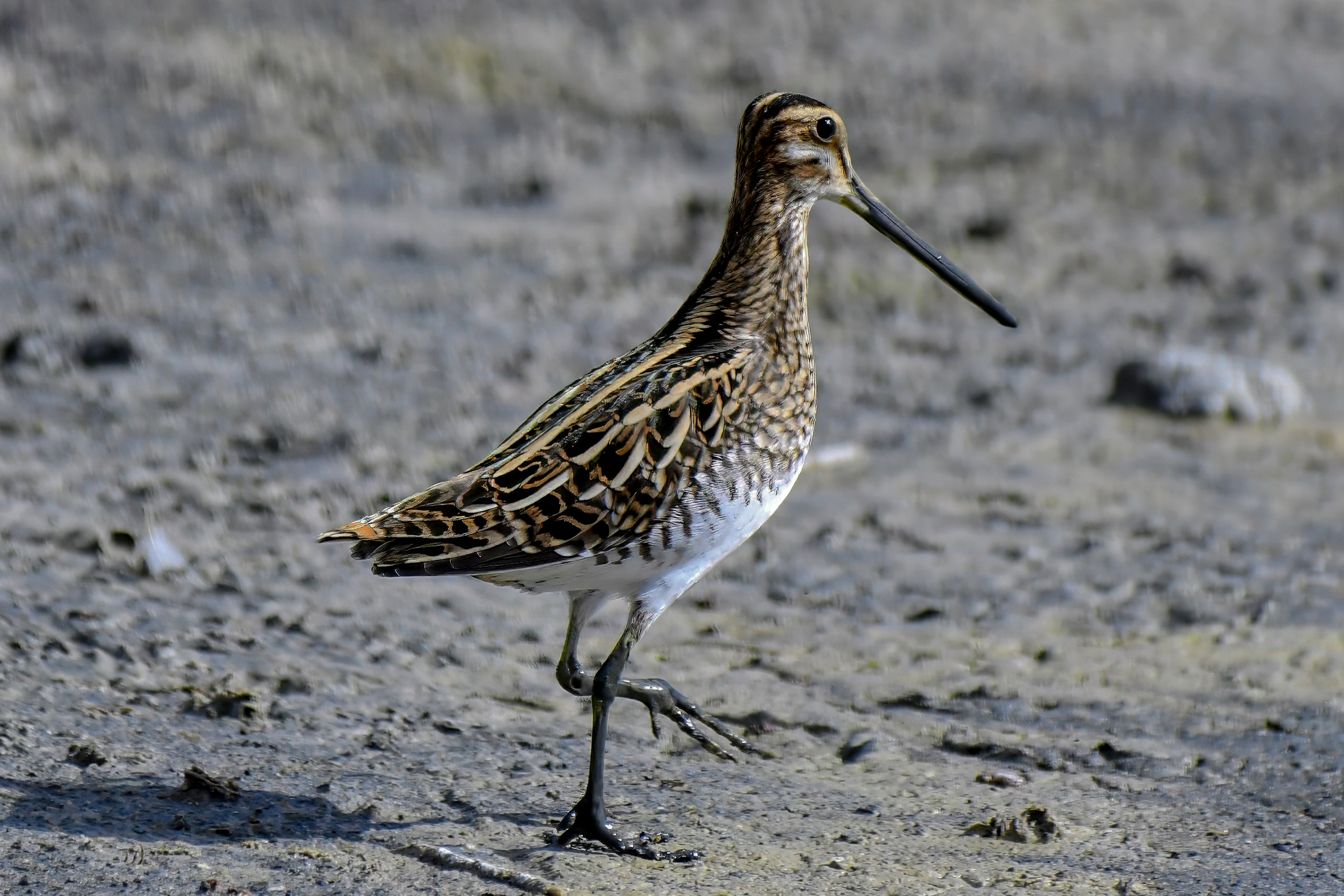 The elegance of the Snipe