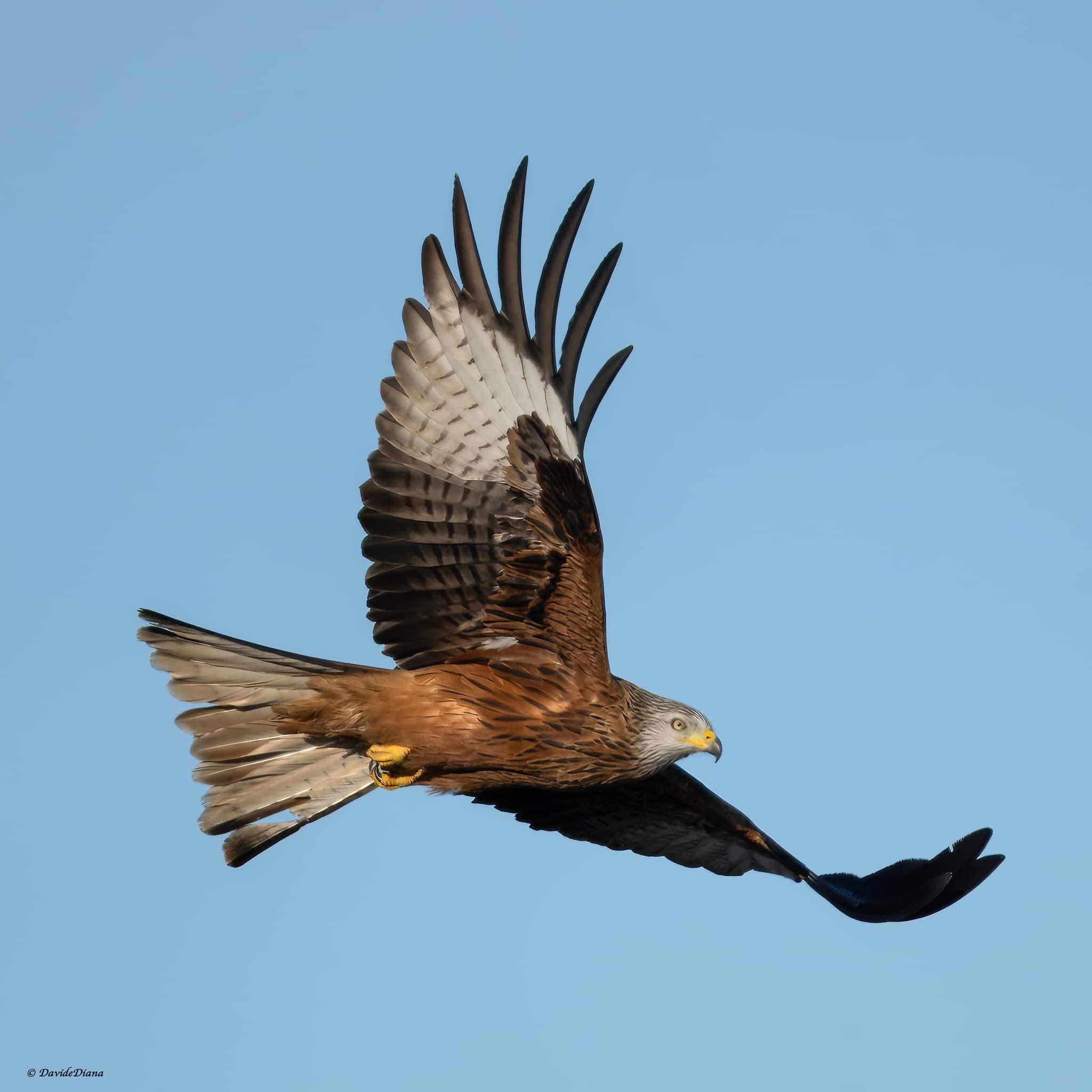 Red kite