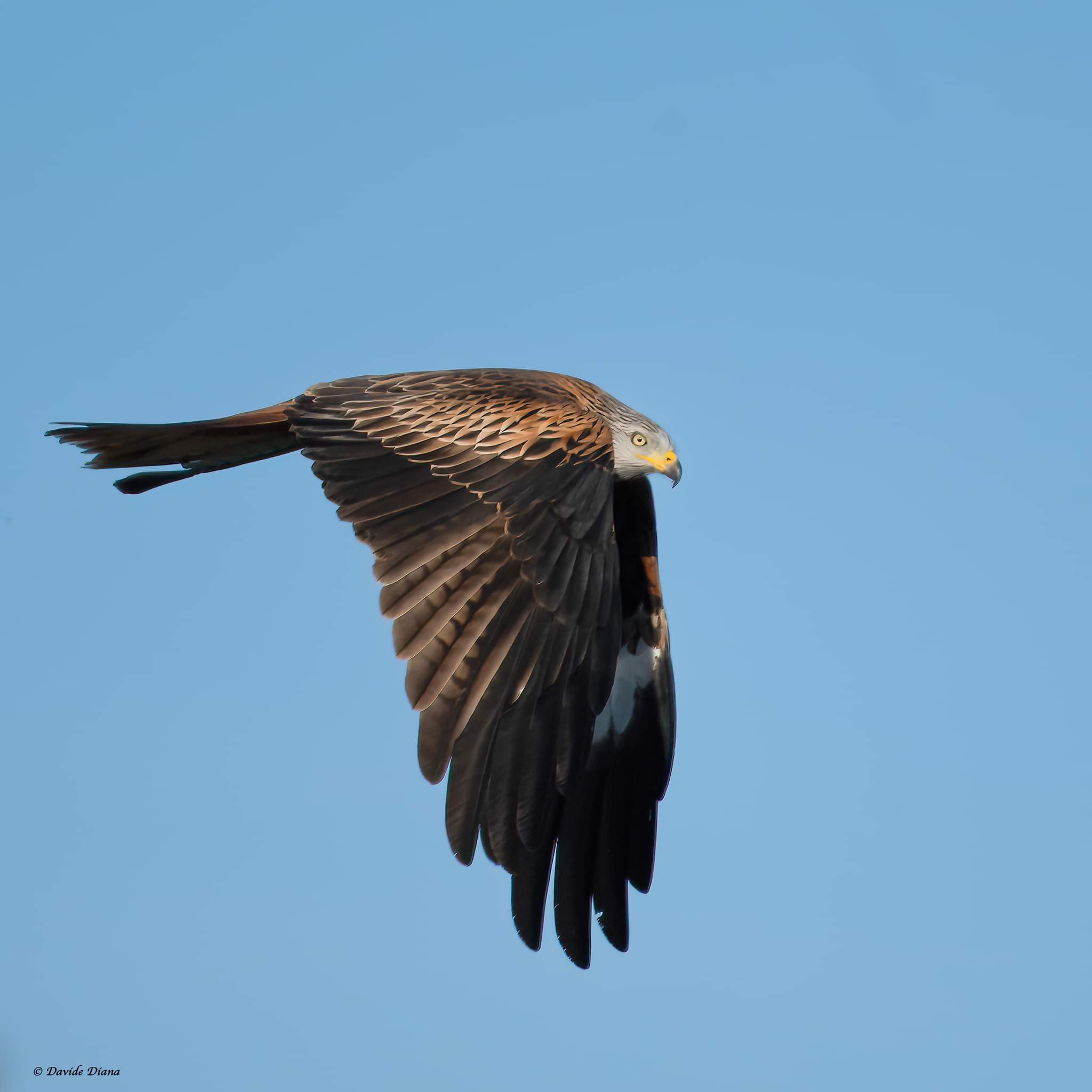 Red kite