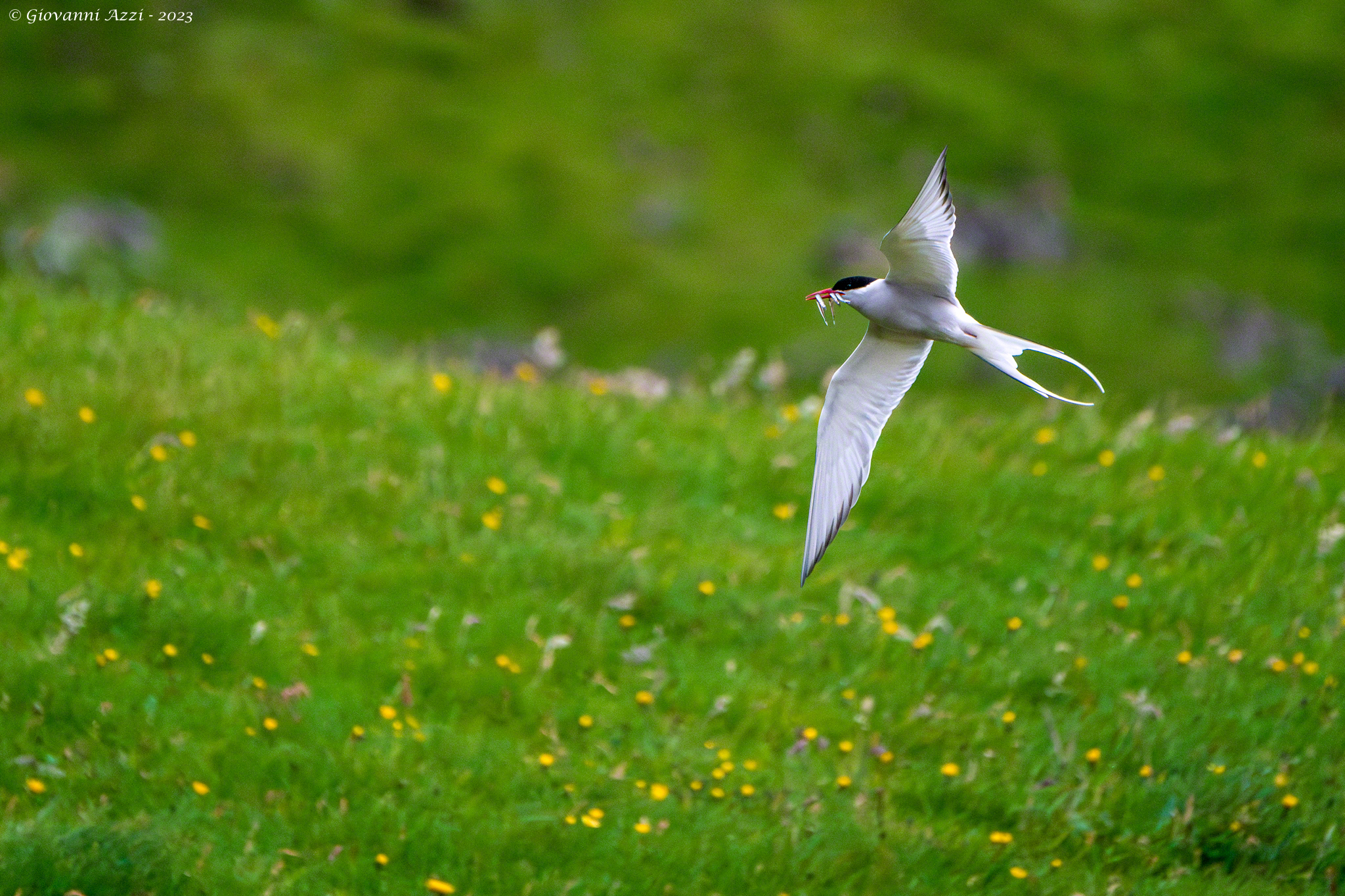Arctic tern with small fish
