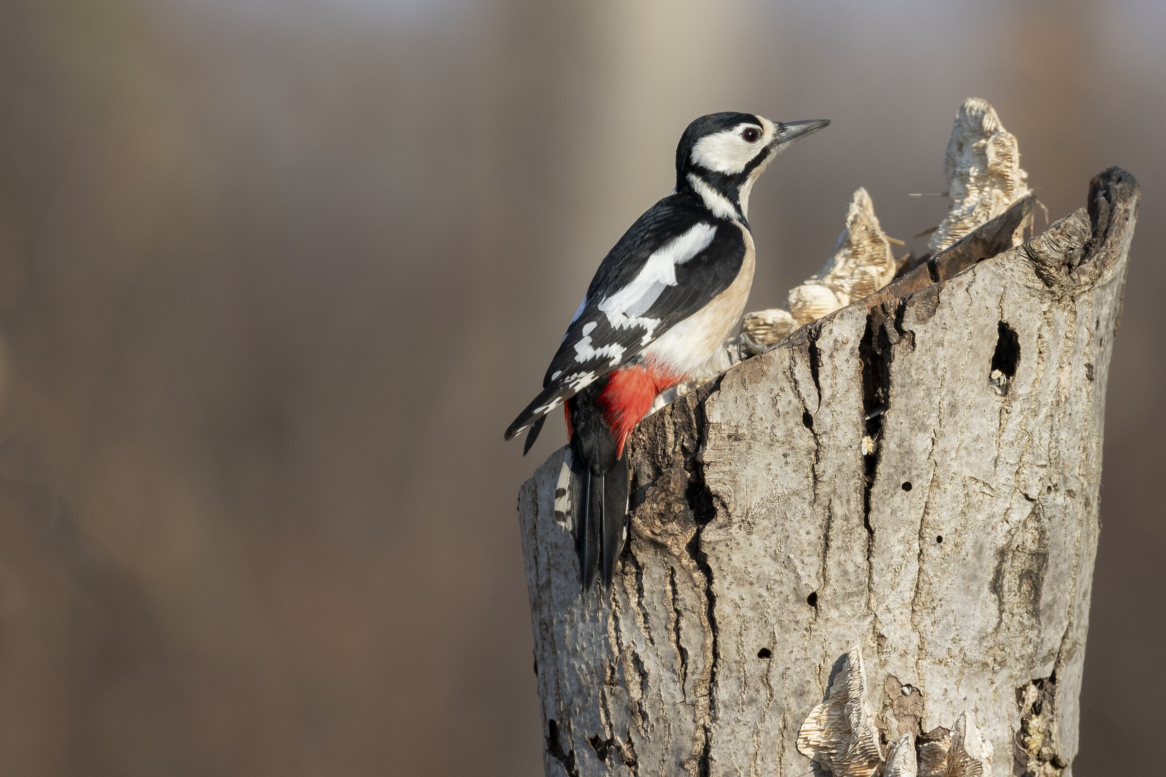 Spotted Woodpecker