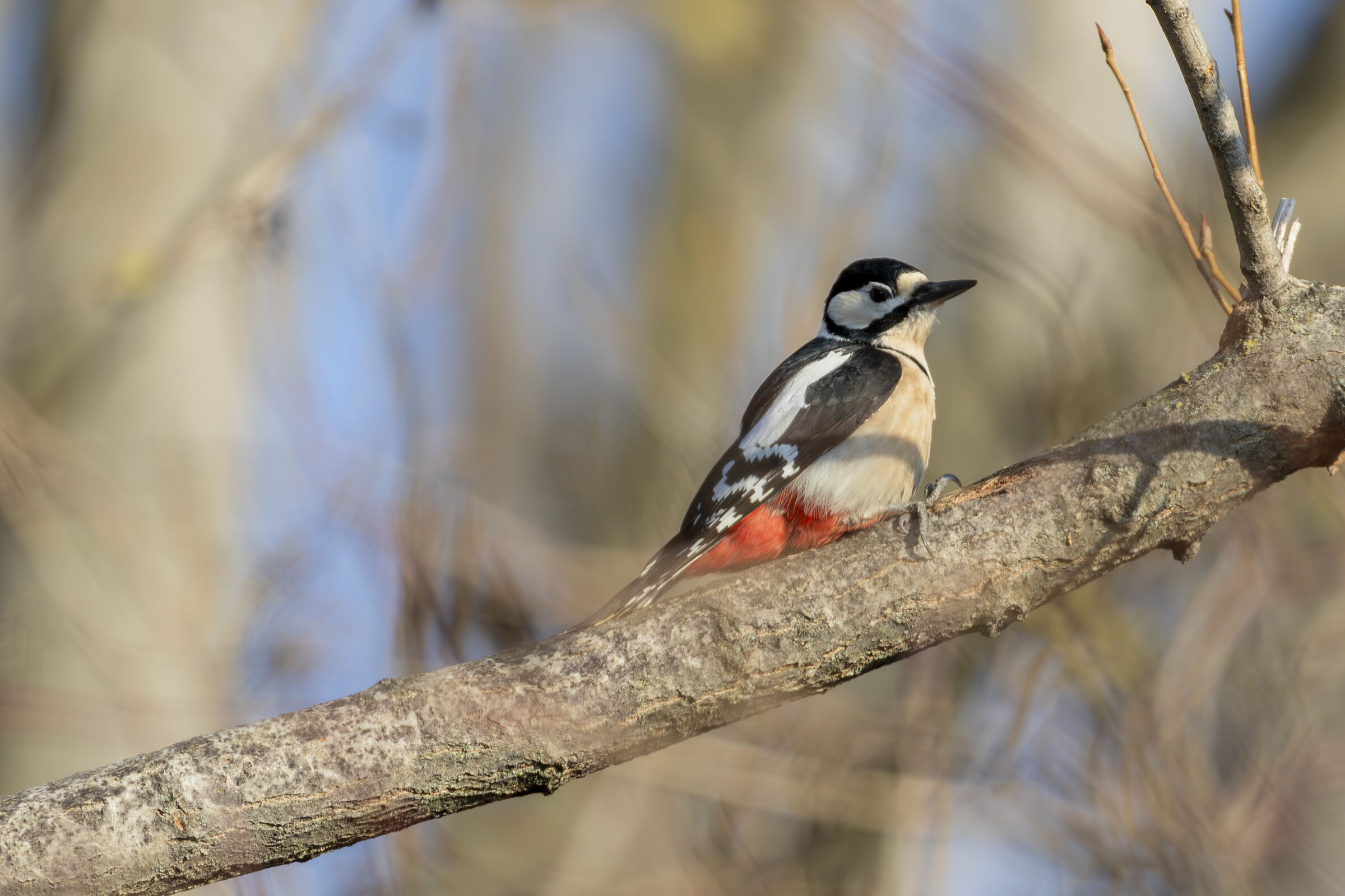 Spotted Woodpecker 2
