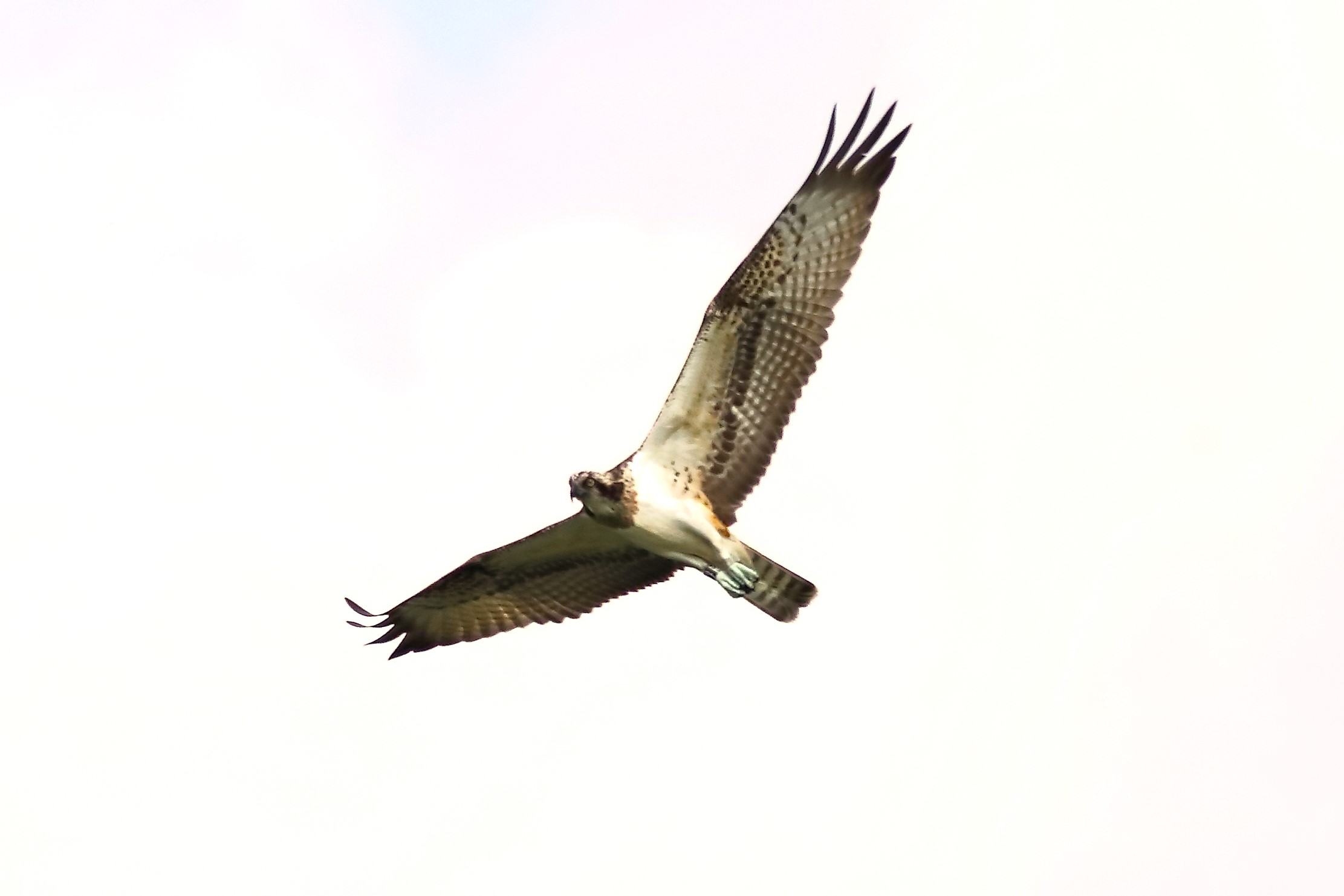 Osprey 04-09-2023