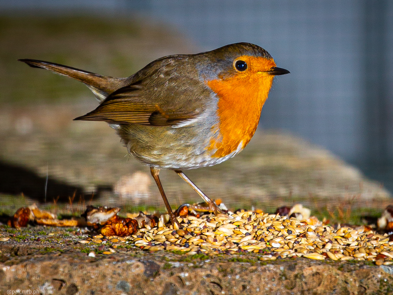 pettirsso 2 con flash