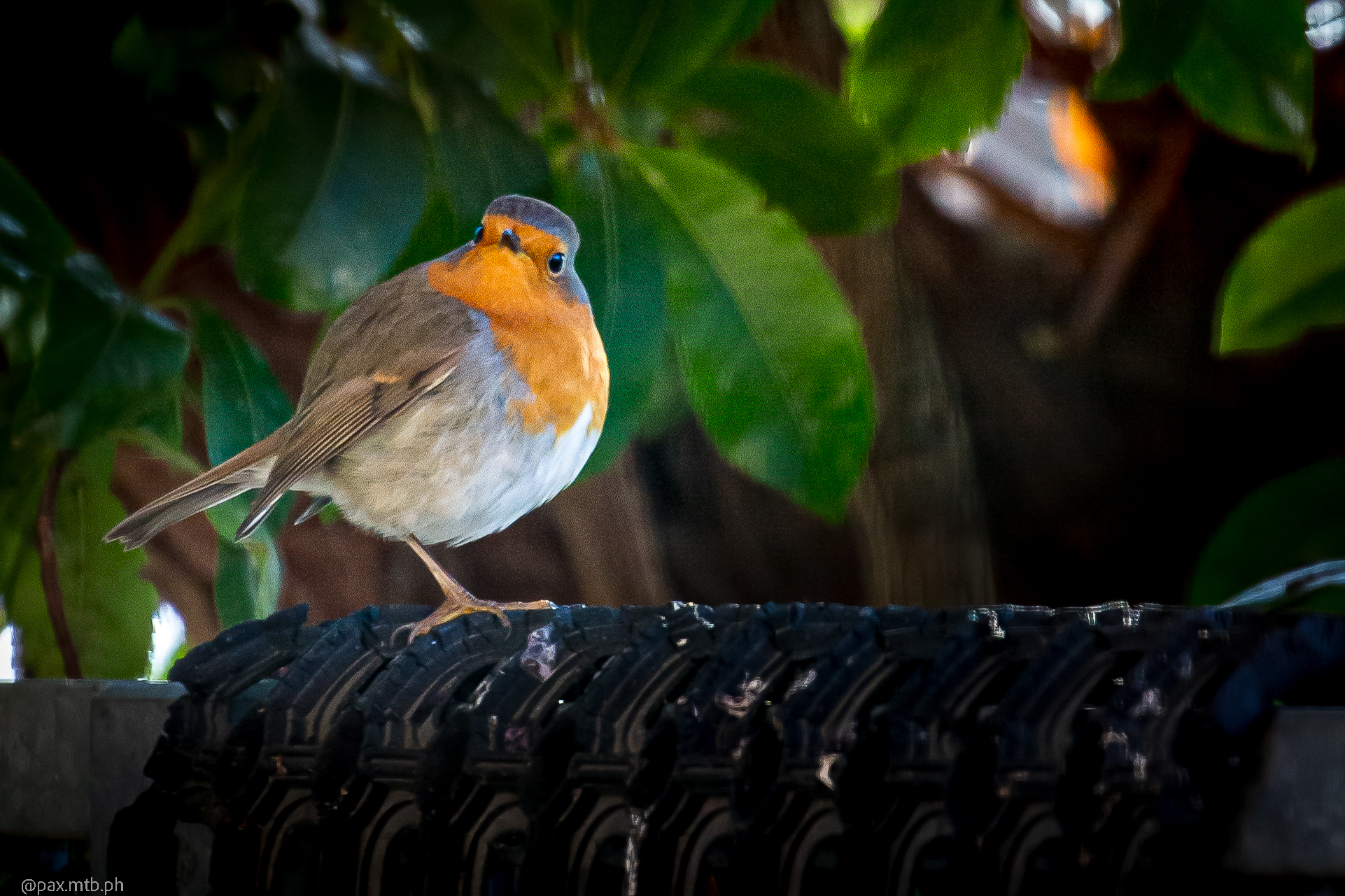 Robin 3 Morning Light