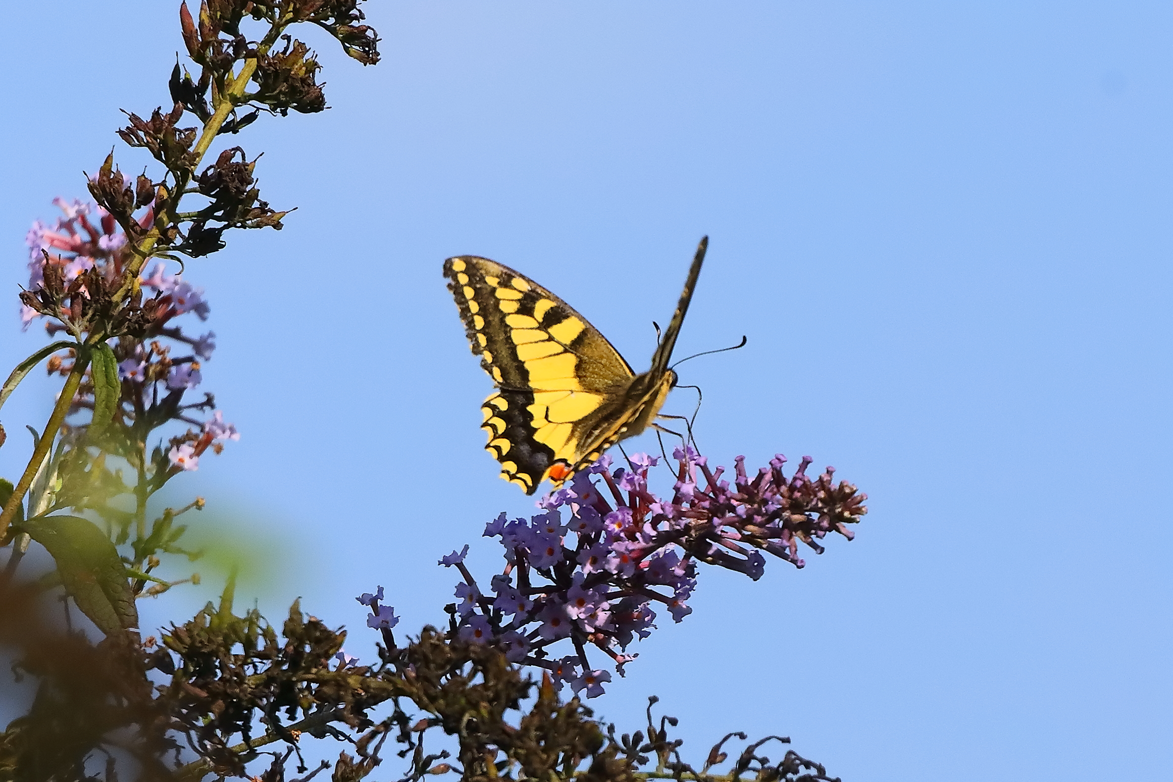 Podalirio 28-09-2023