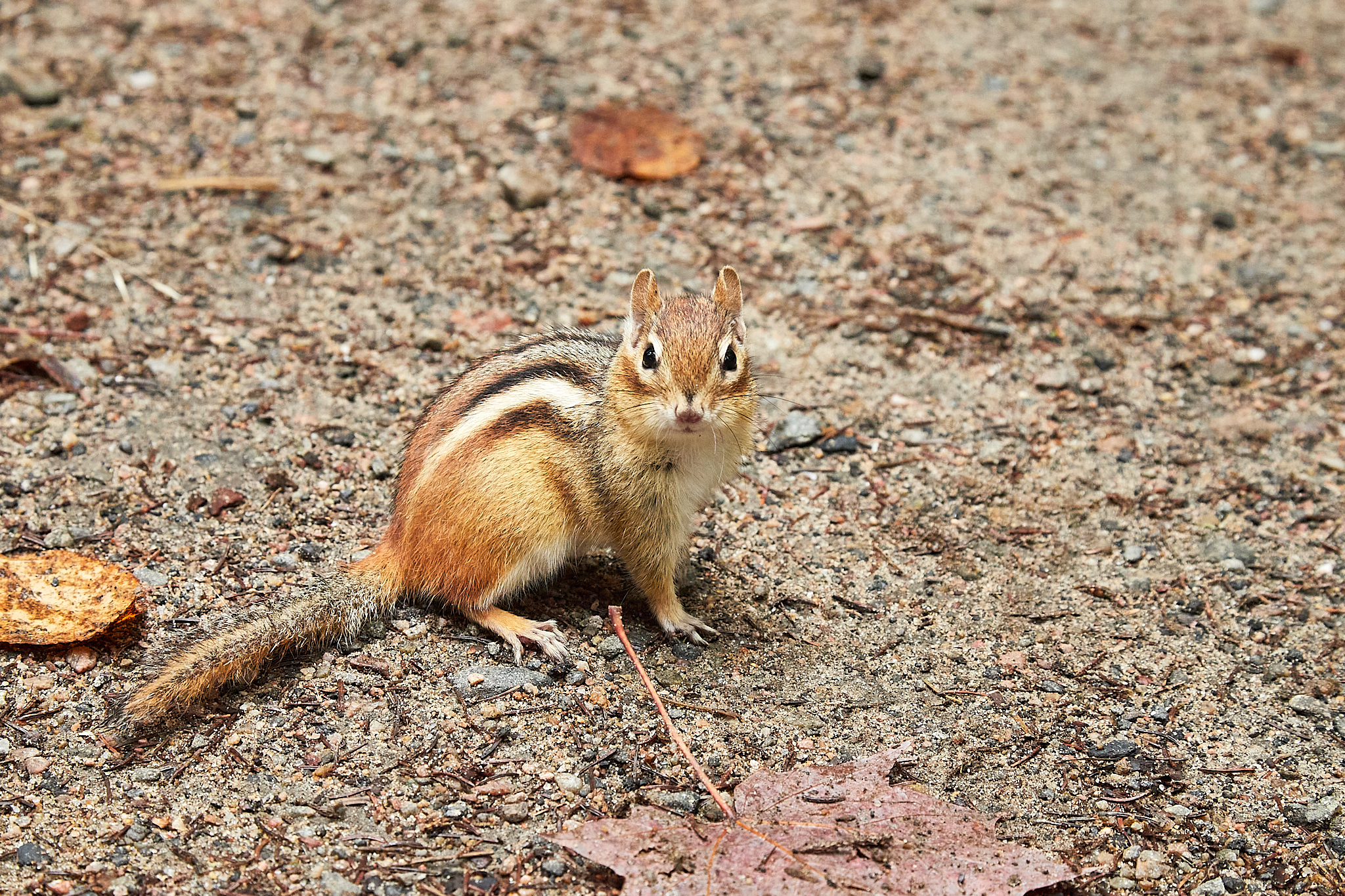 golden-mantled ground squirrel