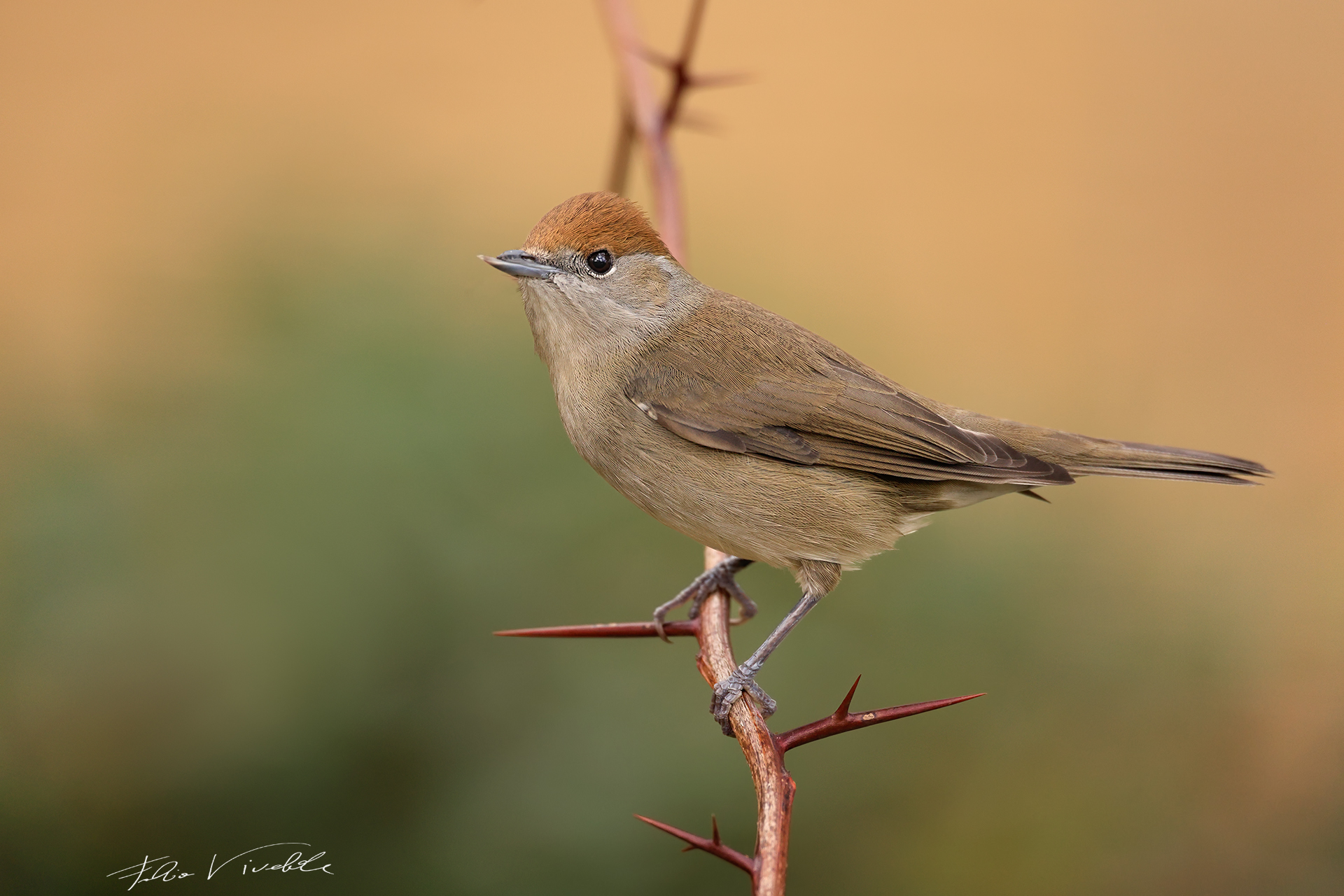 Blackcap