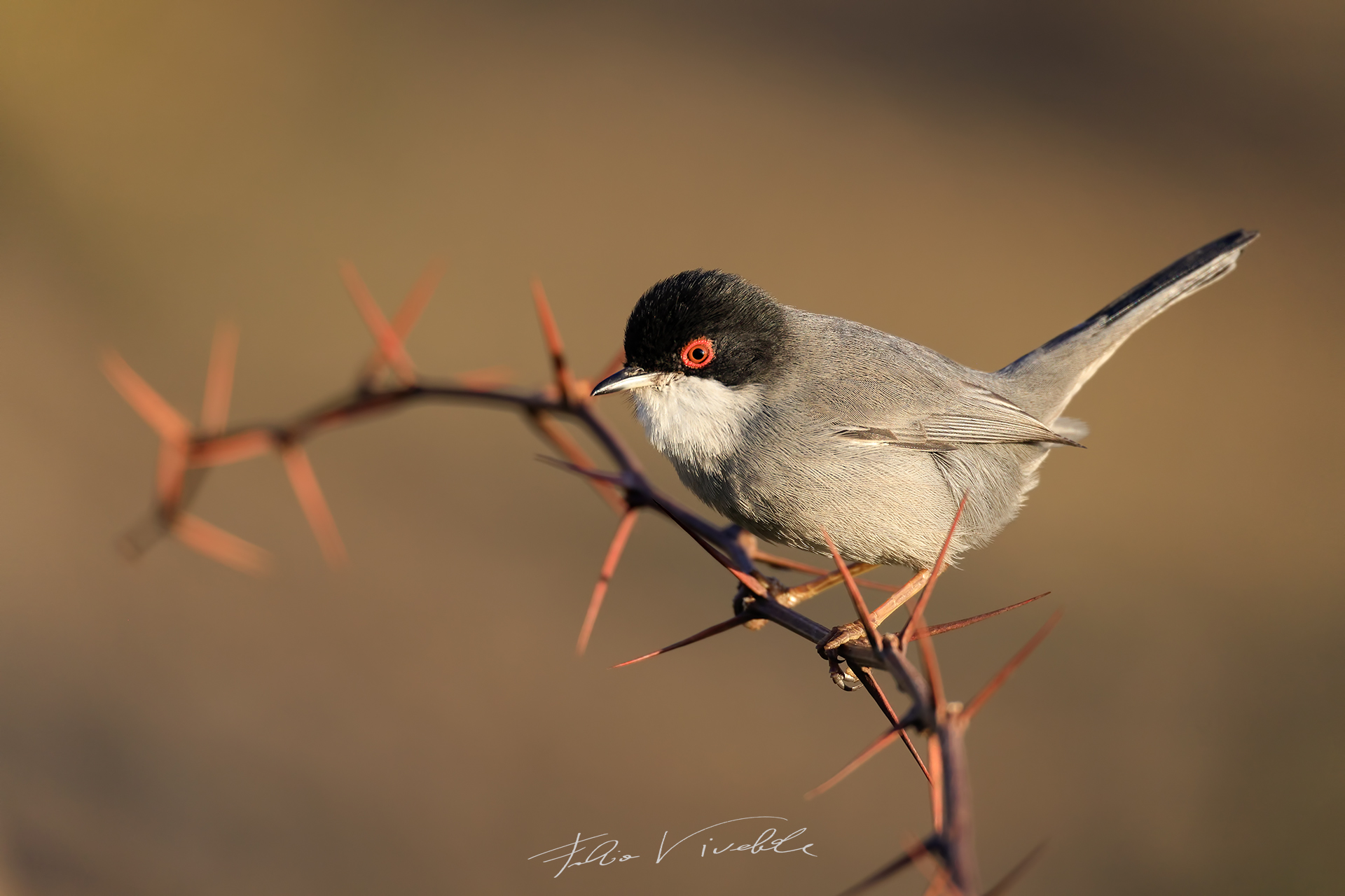 Occhiocotto first light