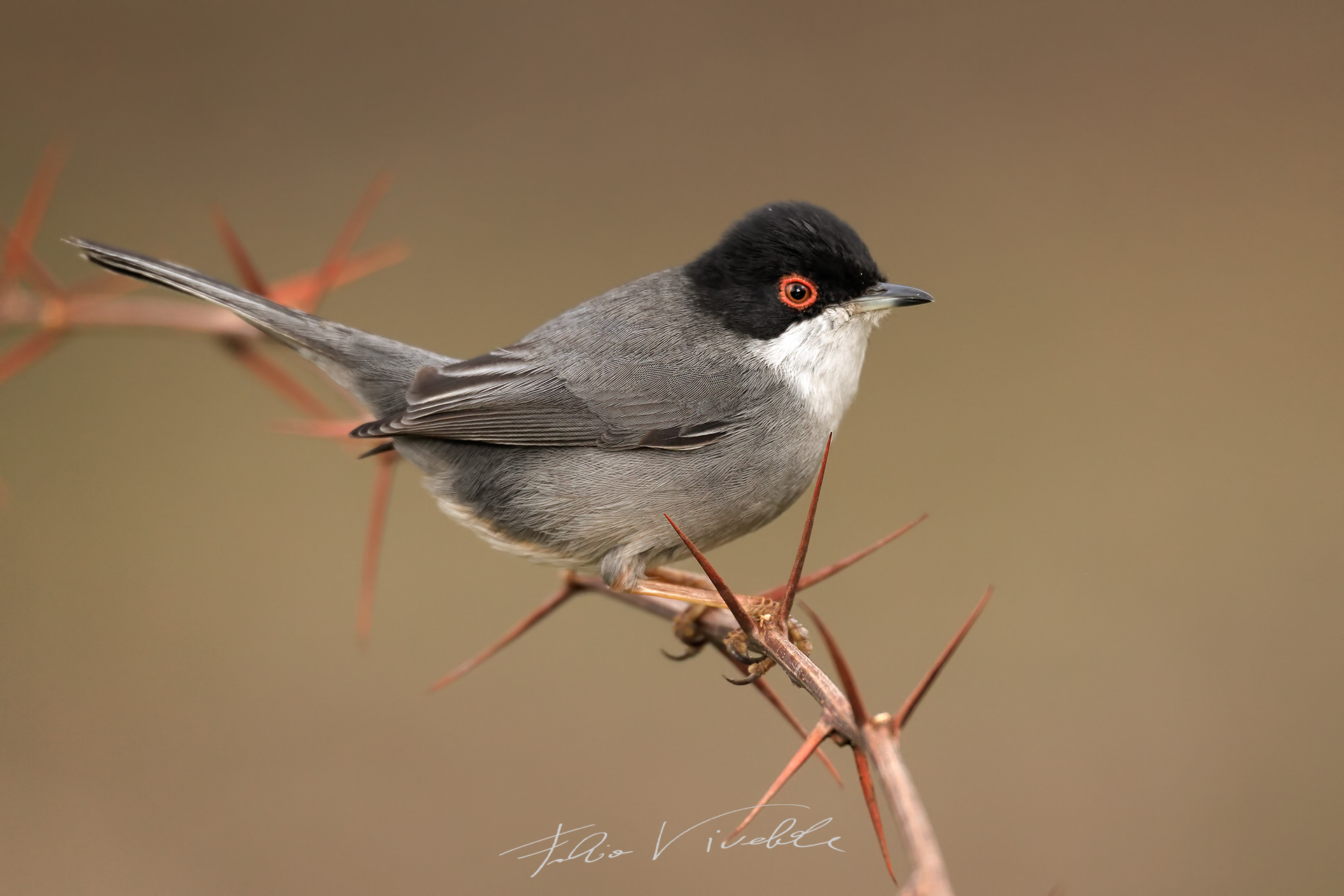 Occhiocotto among the thorns