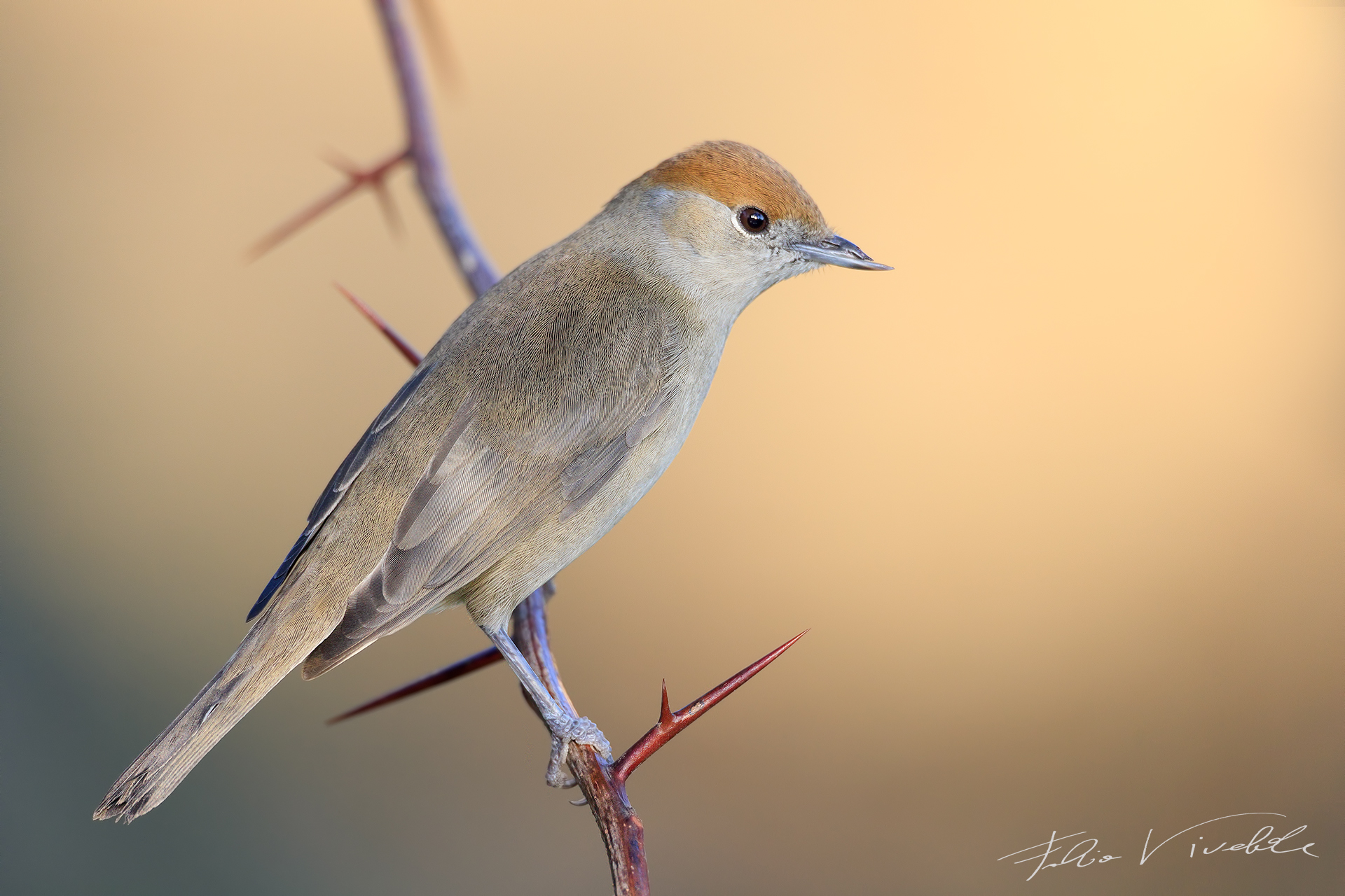 Blackcap Female