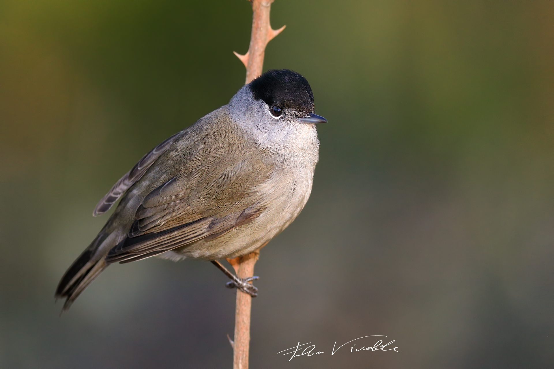Male Blackcap