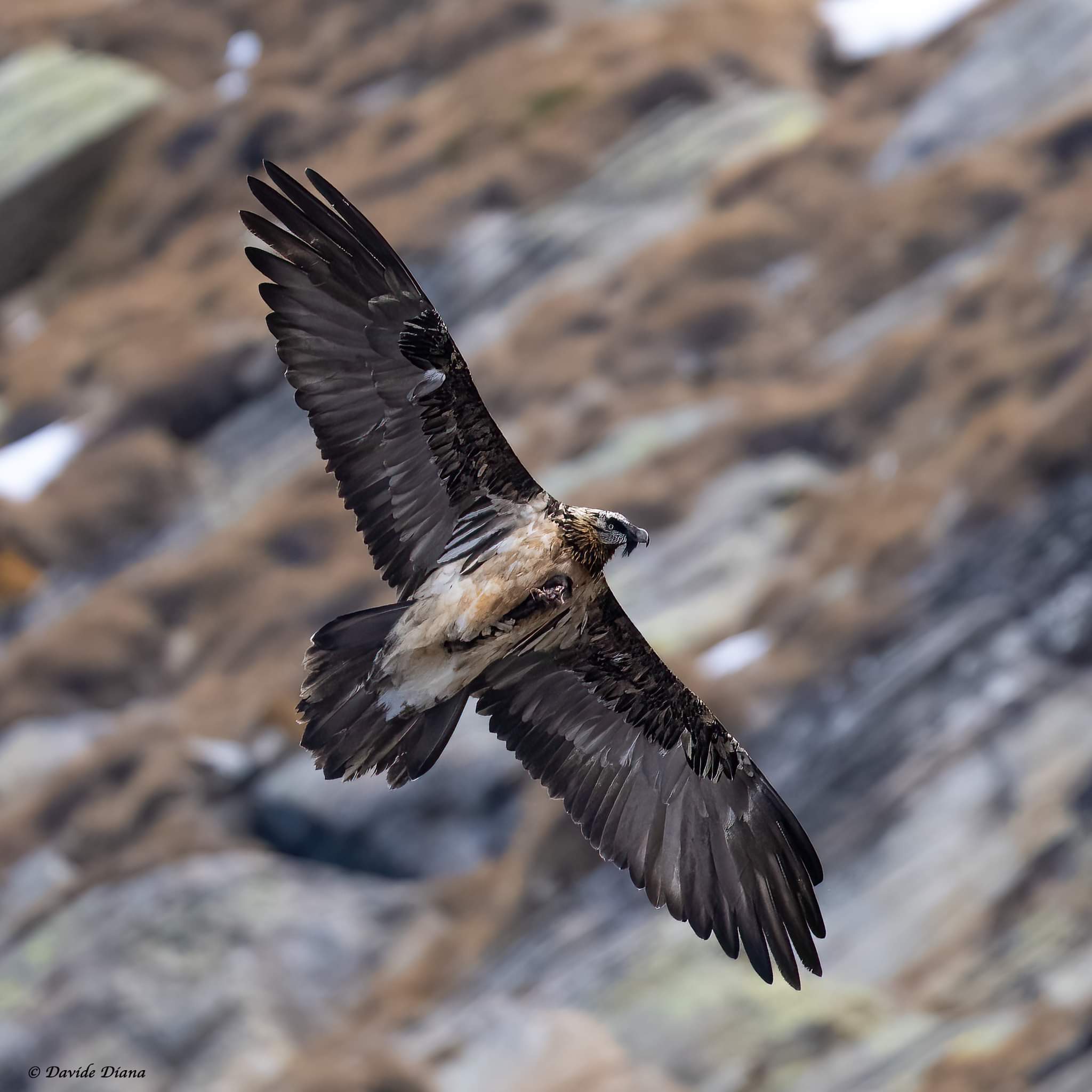 Gypaetus barbatus