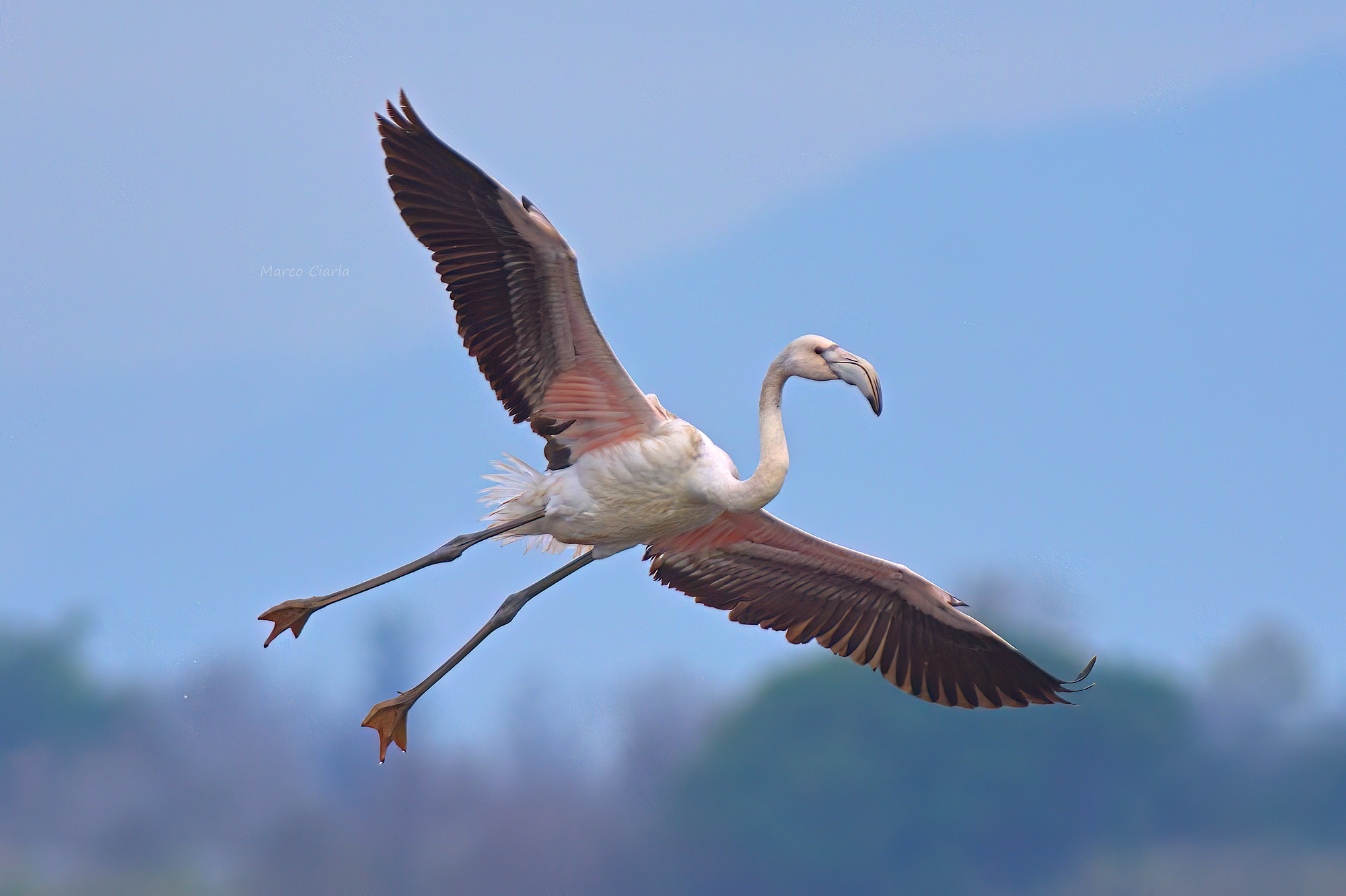 Fenicottero (Phoenicopterus roseus)