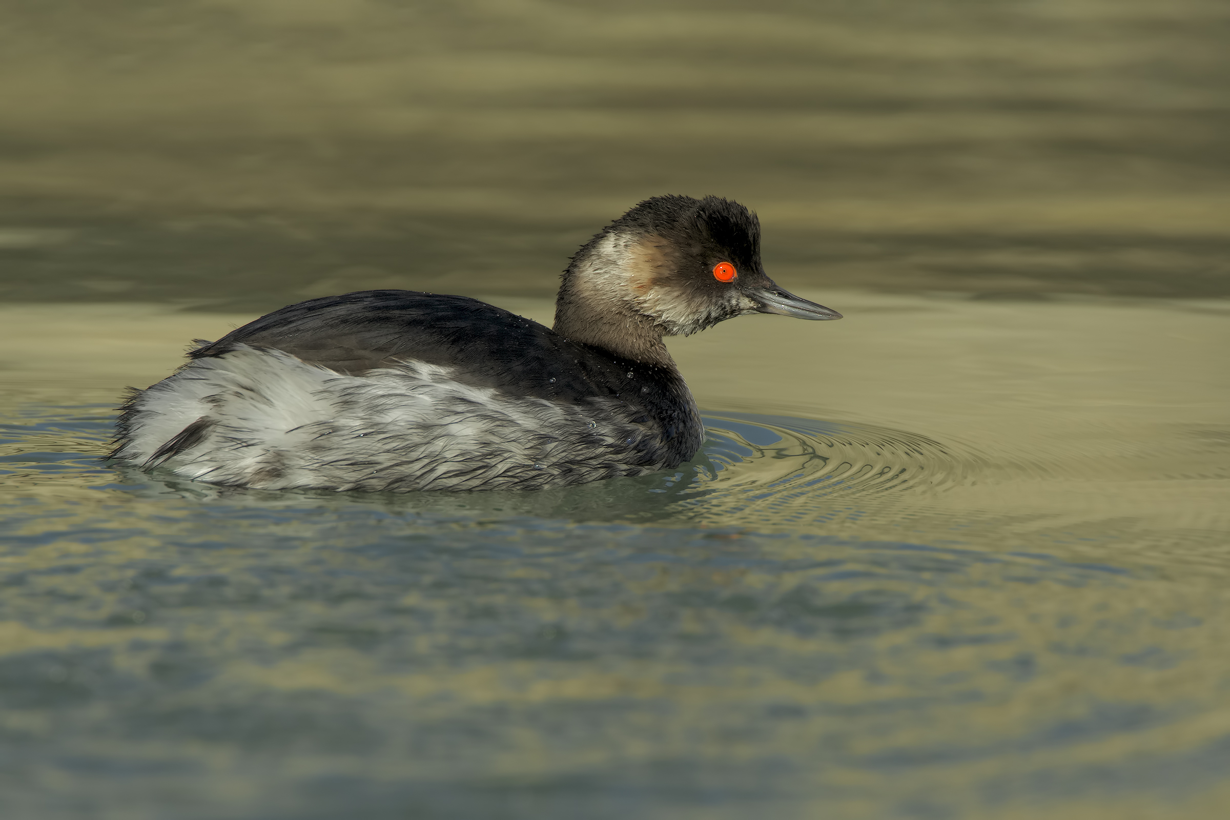 Black-necked grebe
