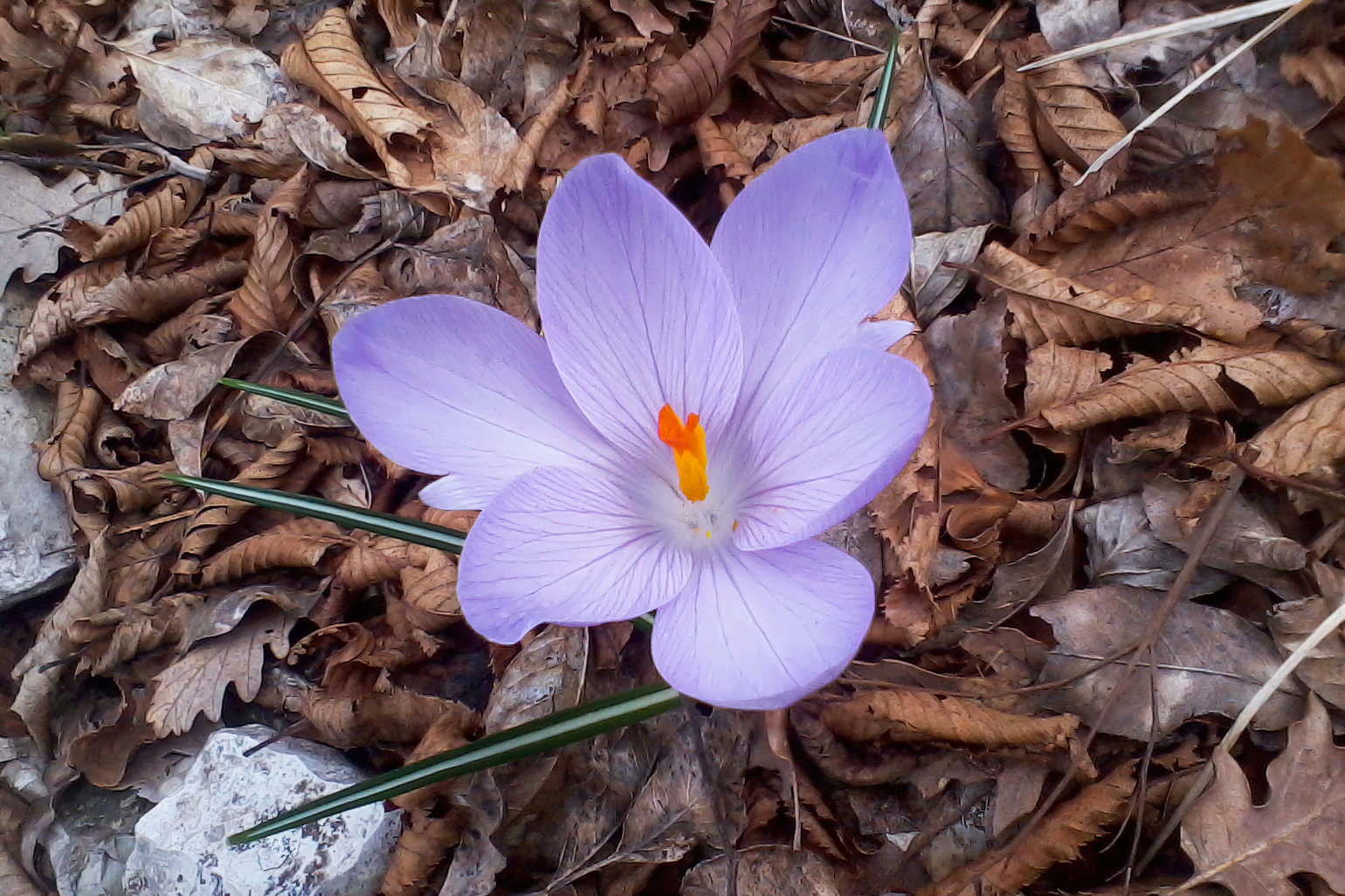 Crocus sp.