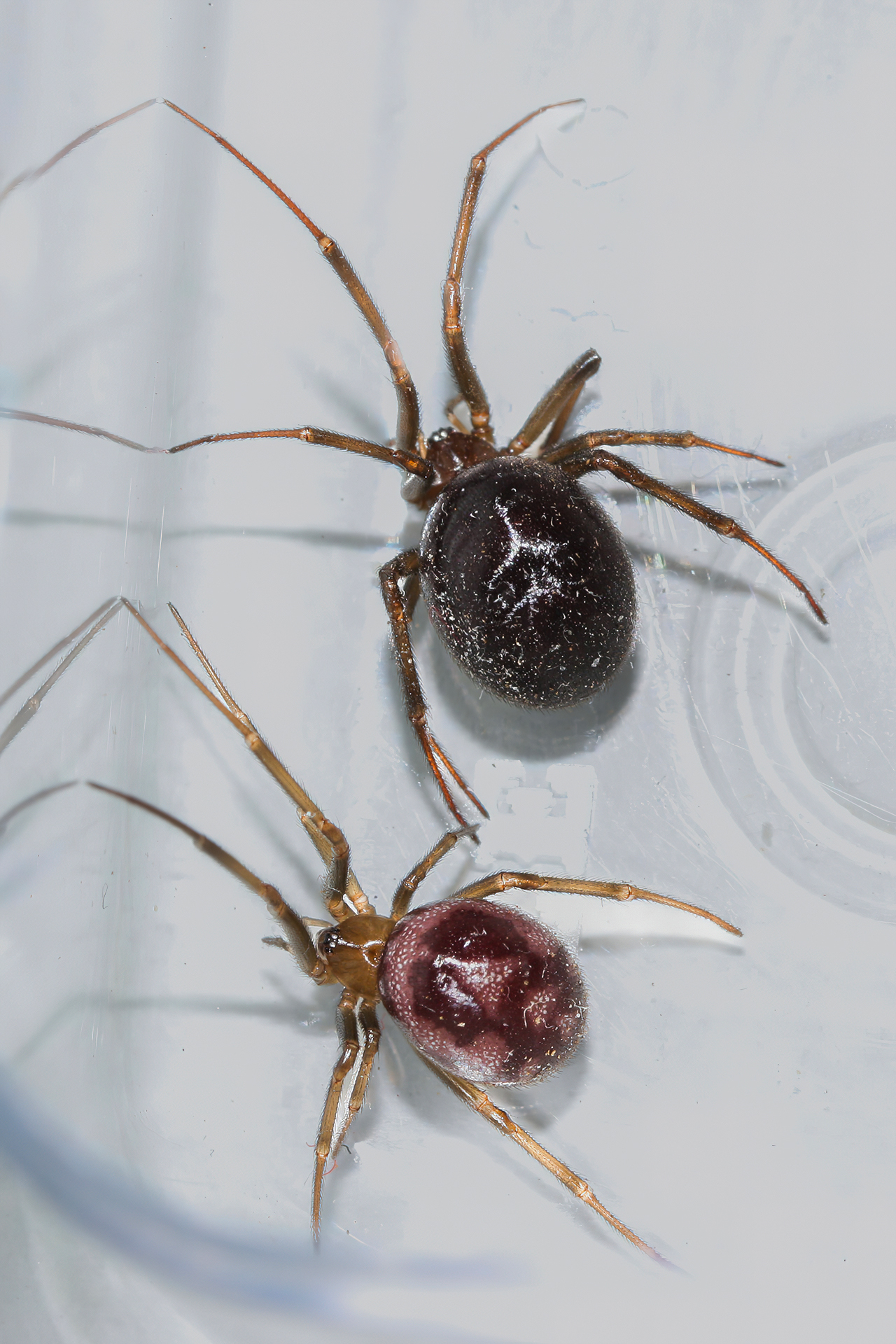 Steatoda grossa
