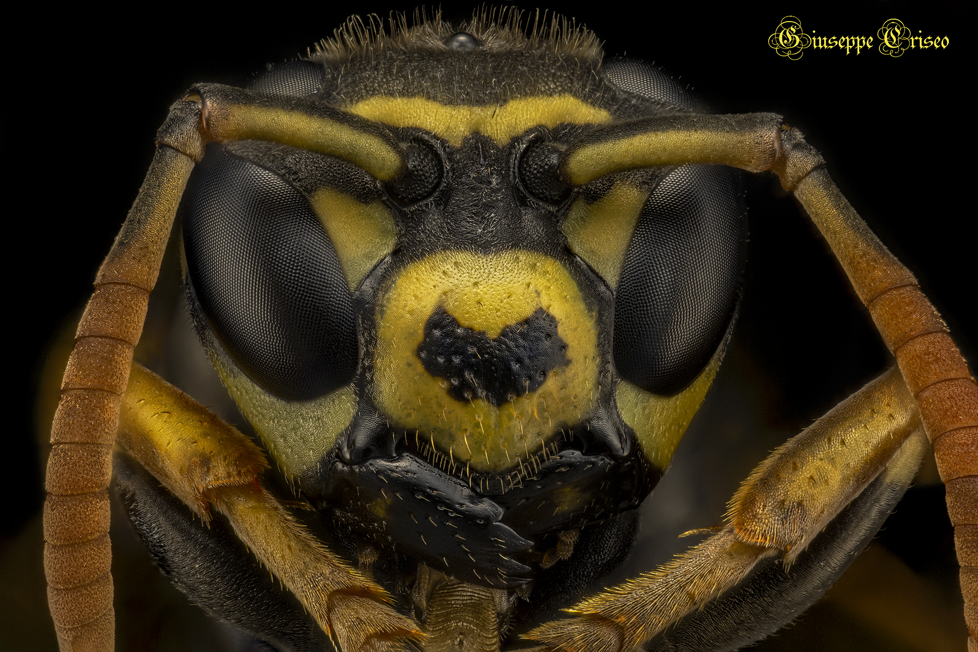 Polistes dominula, Vespidae