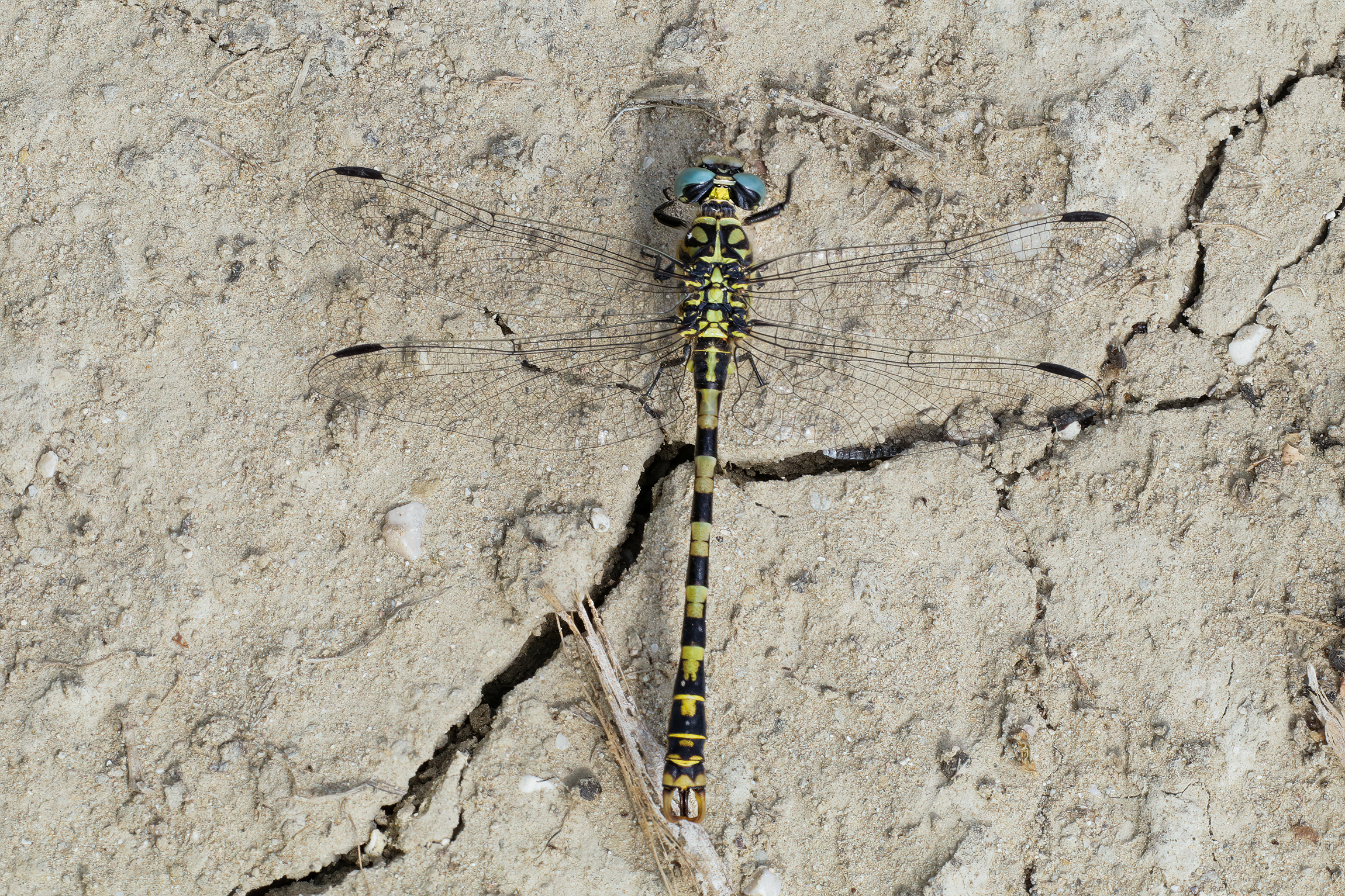 Onychogomphus forcipatus