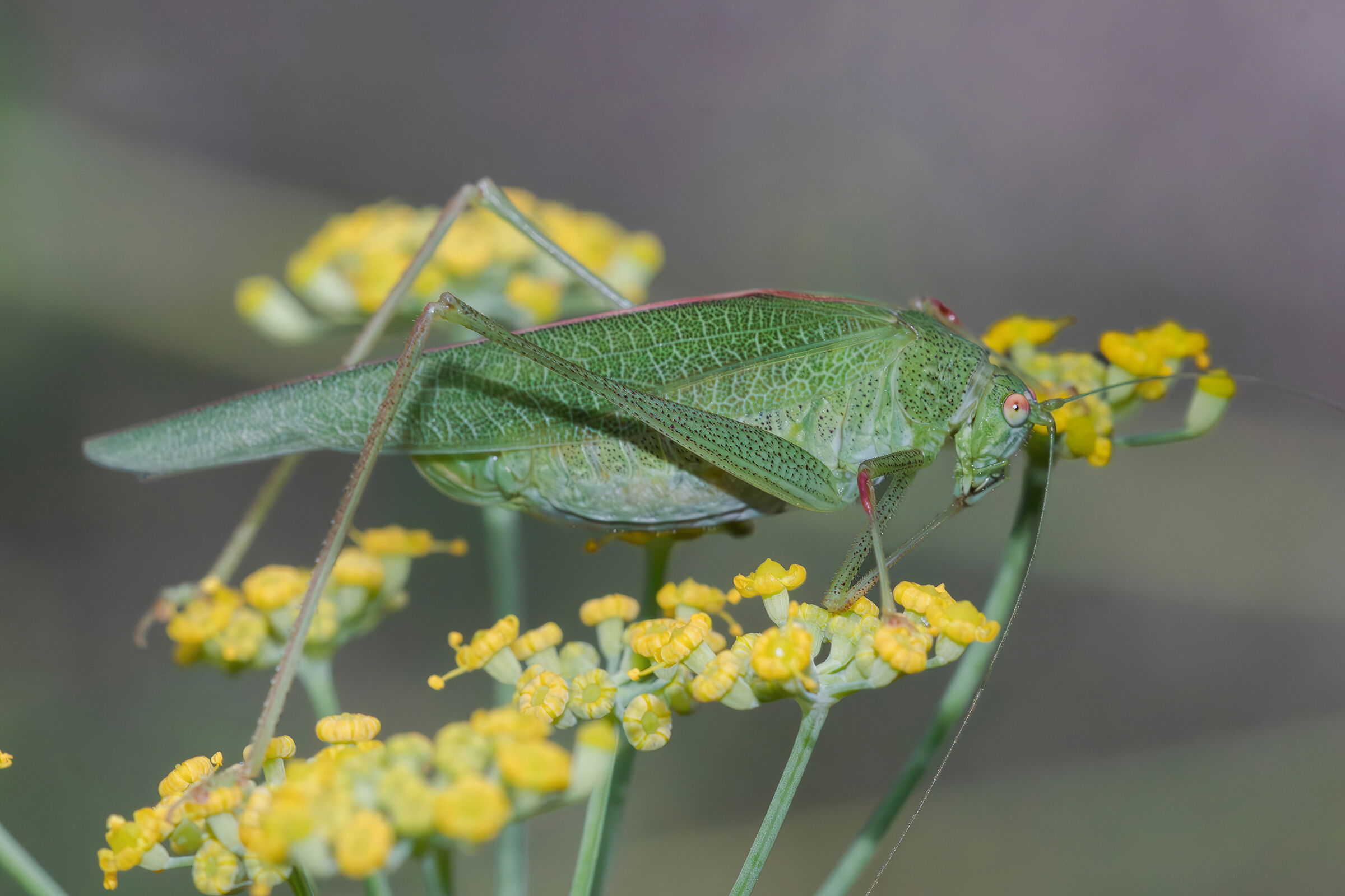 Phaneroptera sp. z o.o.