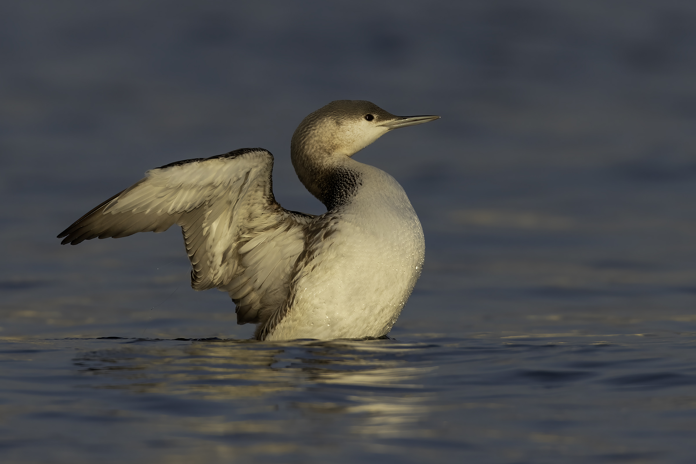 Strolaga Minore in Versilia .....