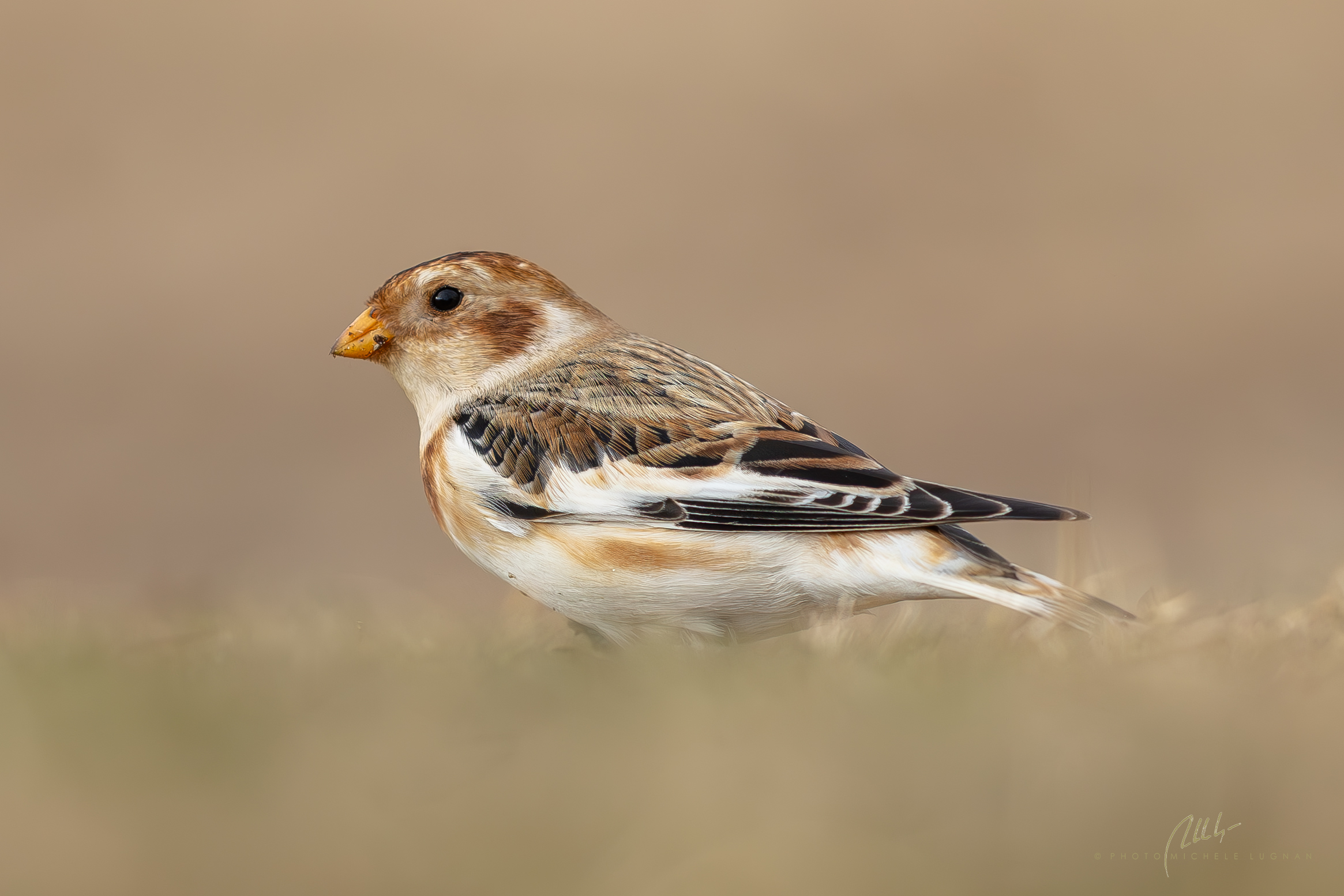 Plectrophenax nivalis (zigolo delle nevi)