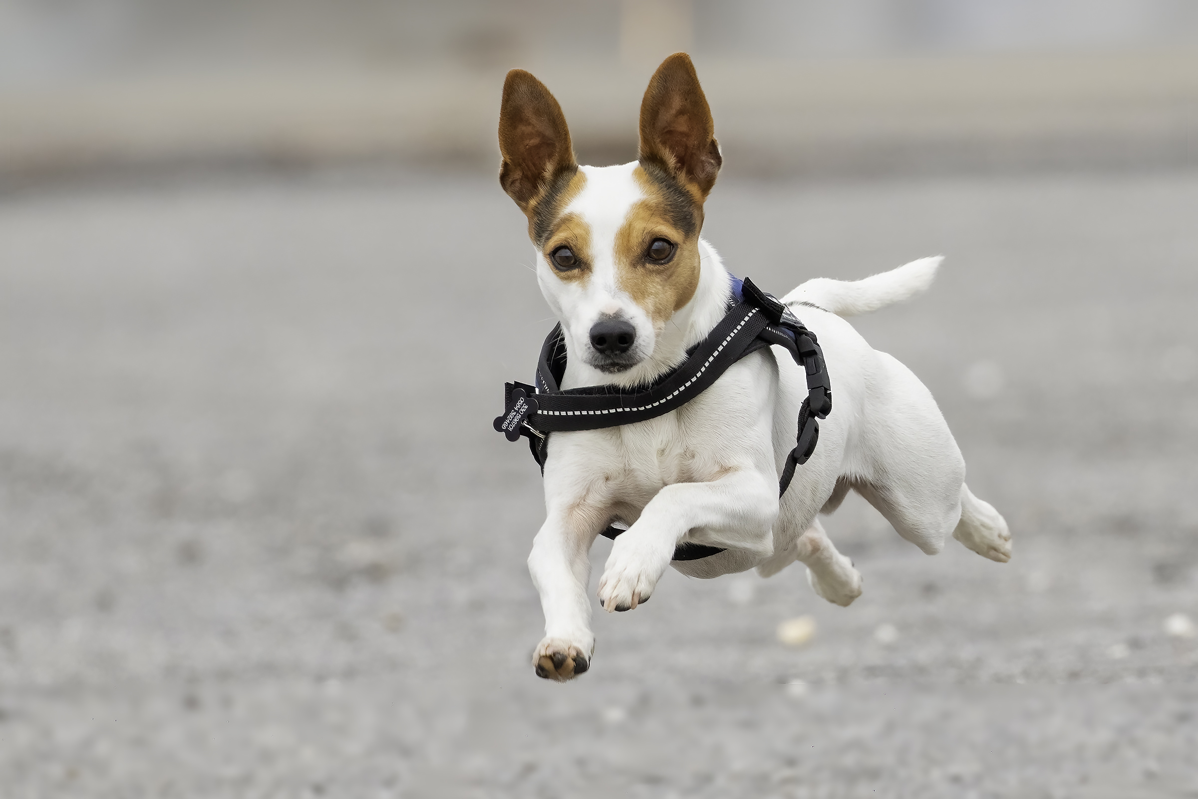 Willy detto Dumbo ....