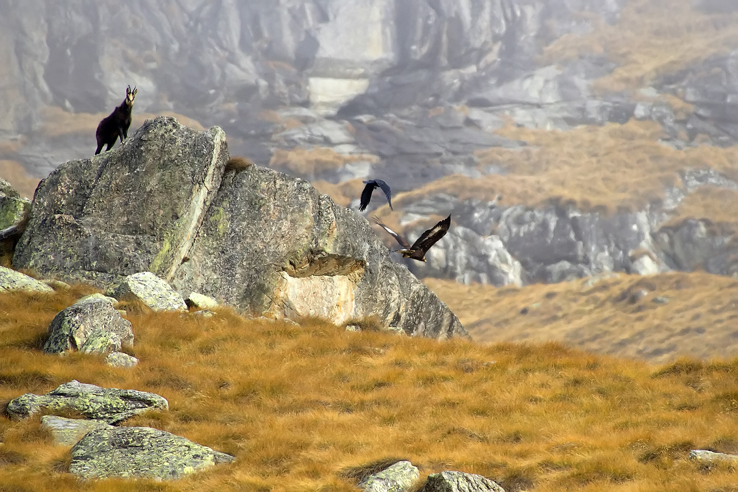 Unwanted Golden Eagle